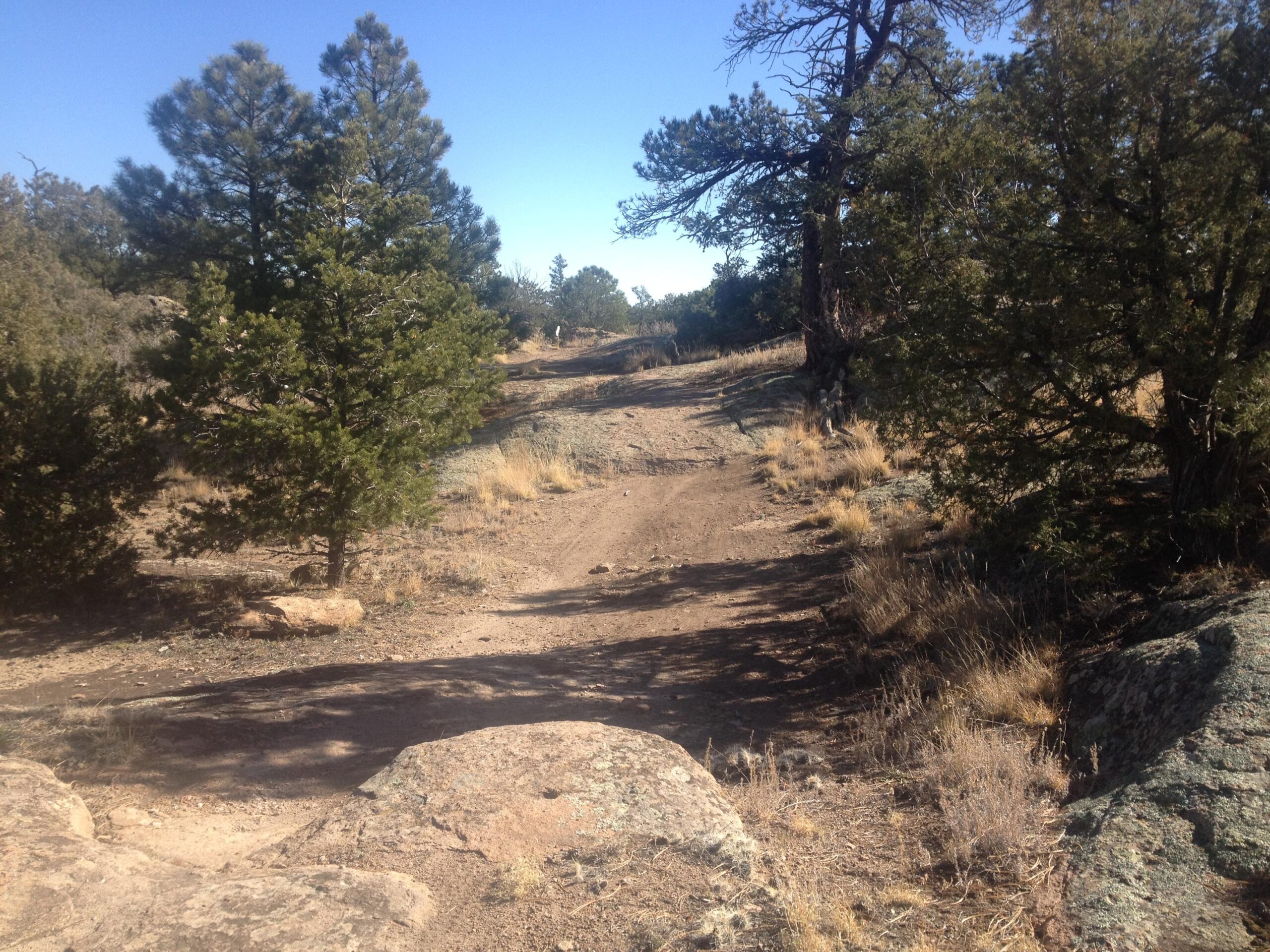 A dirt path winding through a forested area, surrounded by grass and rocky terrain. Pine trees flank the pathway, with clear blue skies above, suggesting a sunny day in a natural setting. Penitente Canyon mountain bike trail.
