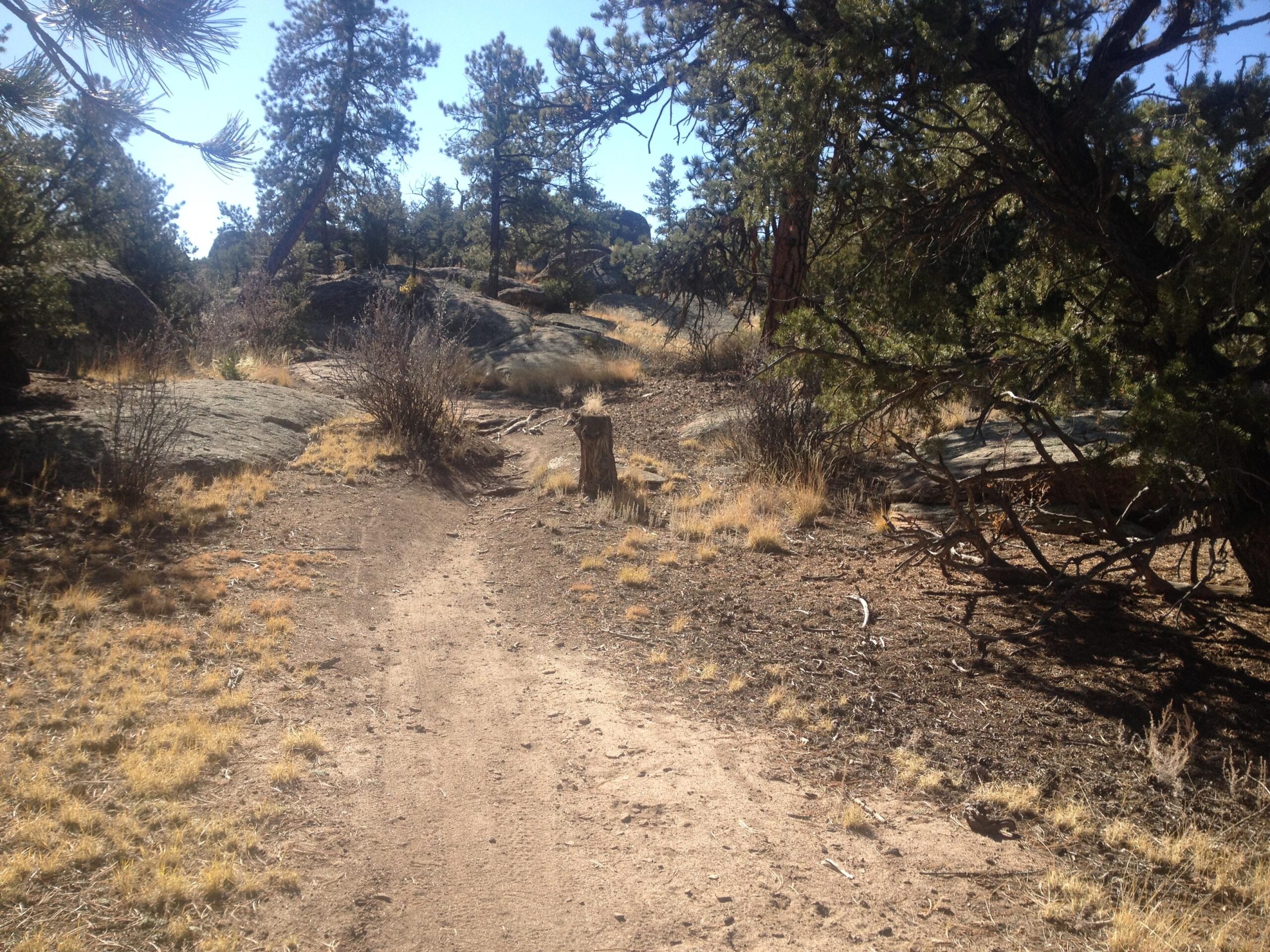A dirt path winding through a forested area with various trees, rocks, and patches of dry grass under clear blue skies. Penitente Canyon mountain bike trail.