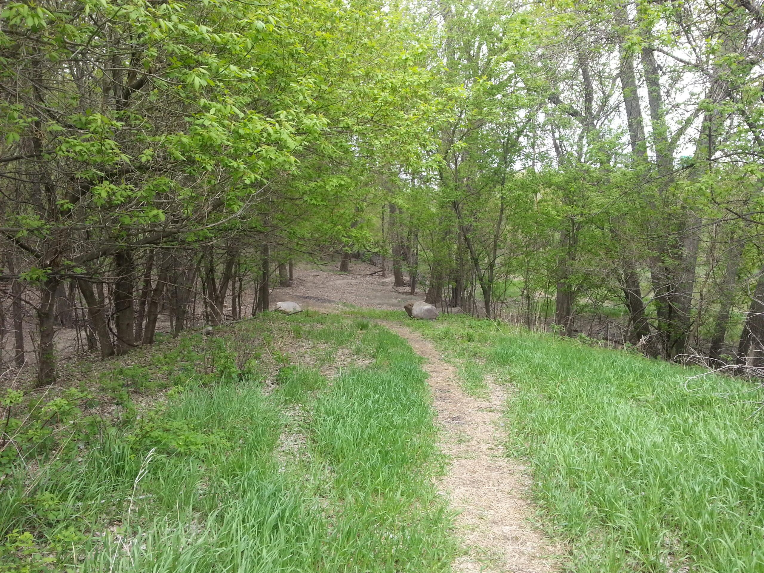 A dirt path meanders through a lush green forest, flanked by vibrant foliage and trees. The scene depicts a tranquil natural setting in spring, with grassy areas and a few rocks visible along the trail. Kiwanis - Mankato mountain bike trail.