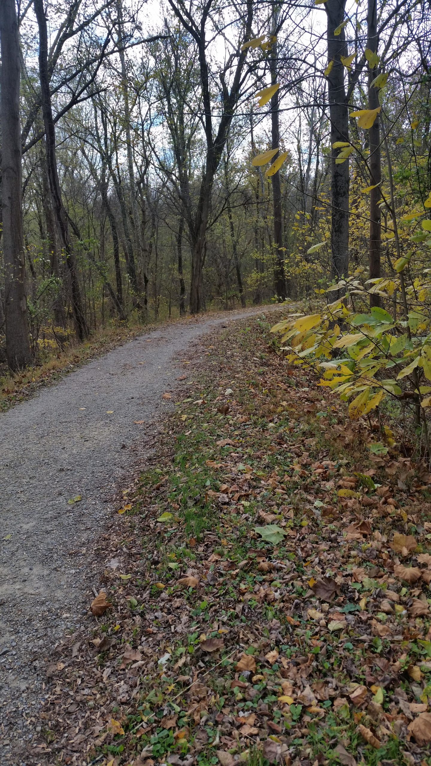A winding gravel path surrounded by trees with fallen leaves on the ground, set in a wooded area during autumn. The scene captures a serene atmosphere with a cloudy sky overhead. C&O Canal mountain bike trail.