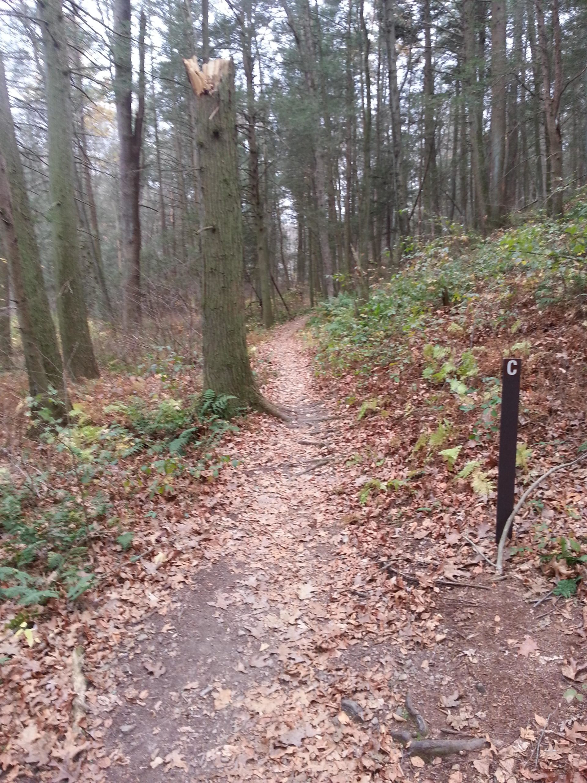 A narrow dirt trail winds through a forest, bordered by fallen leaves and greenery. A broken tree stump is visible on the left side, while a small sign marked with the letter "C" stands on the right. The scene is calm and natural, showcasing the beauty of an autumn woodland. Swatara State Park mountain bike trail.