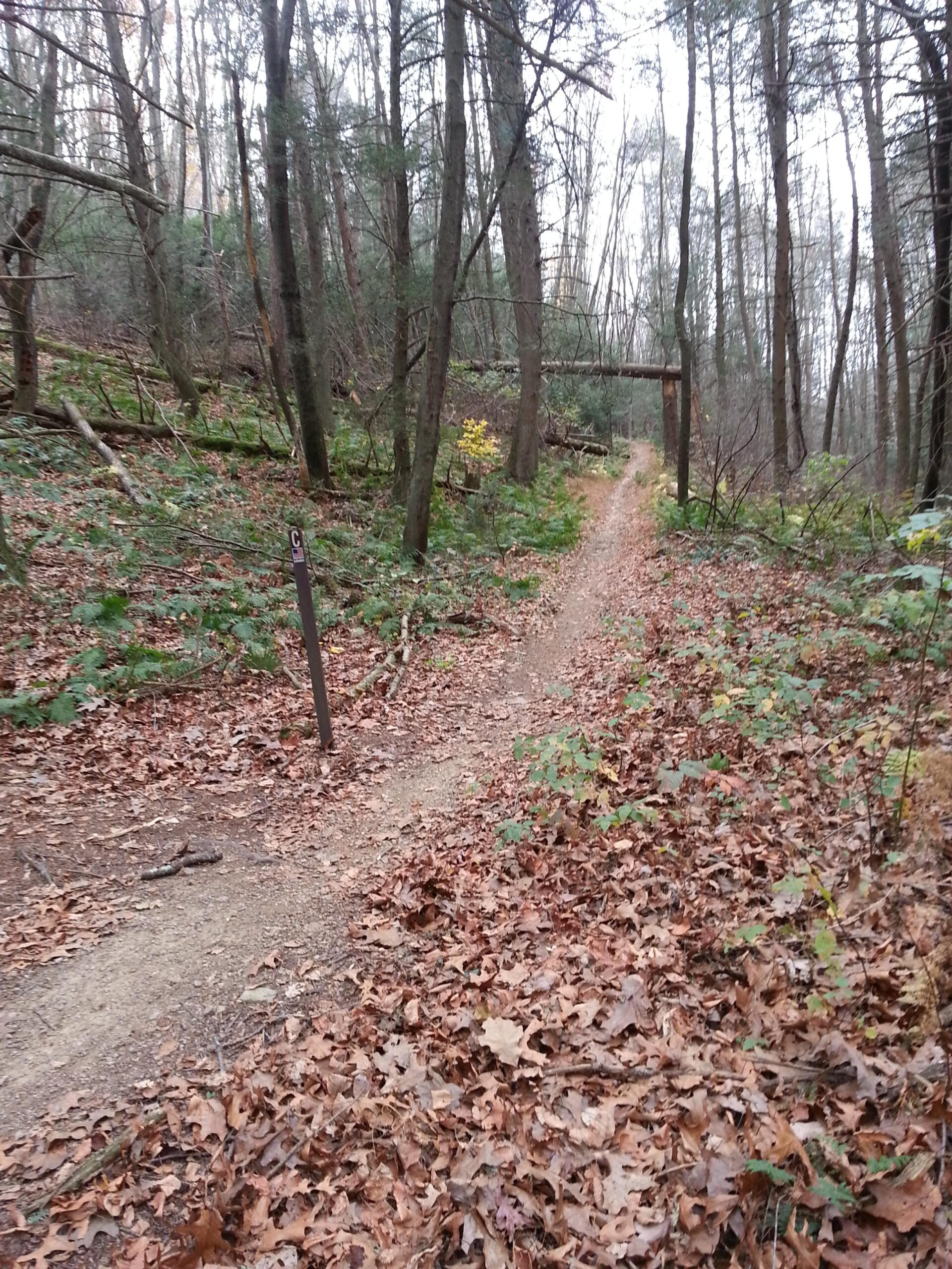 A narrow dirt trail winding through a forest, covered in fallen leaves. Trees line the path, with some leaning and others standing tall. A wooden structure can be seen at the end of the trail, partially obscured by branches and foliage. Swatara State Park mountain bike trail.