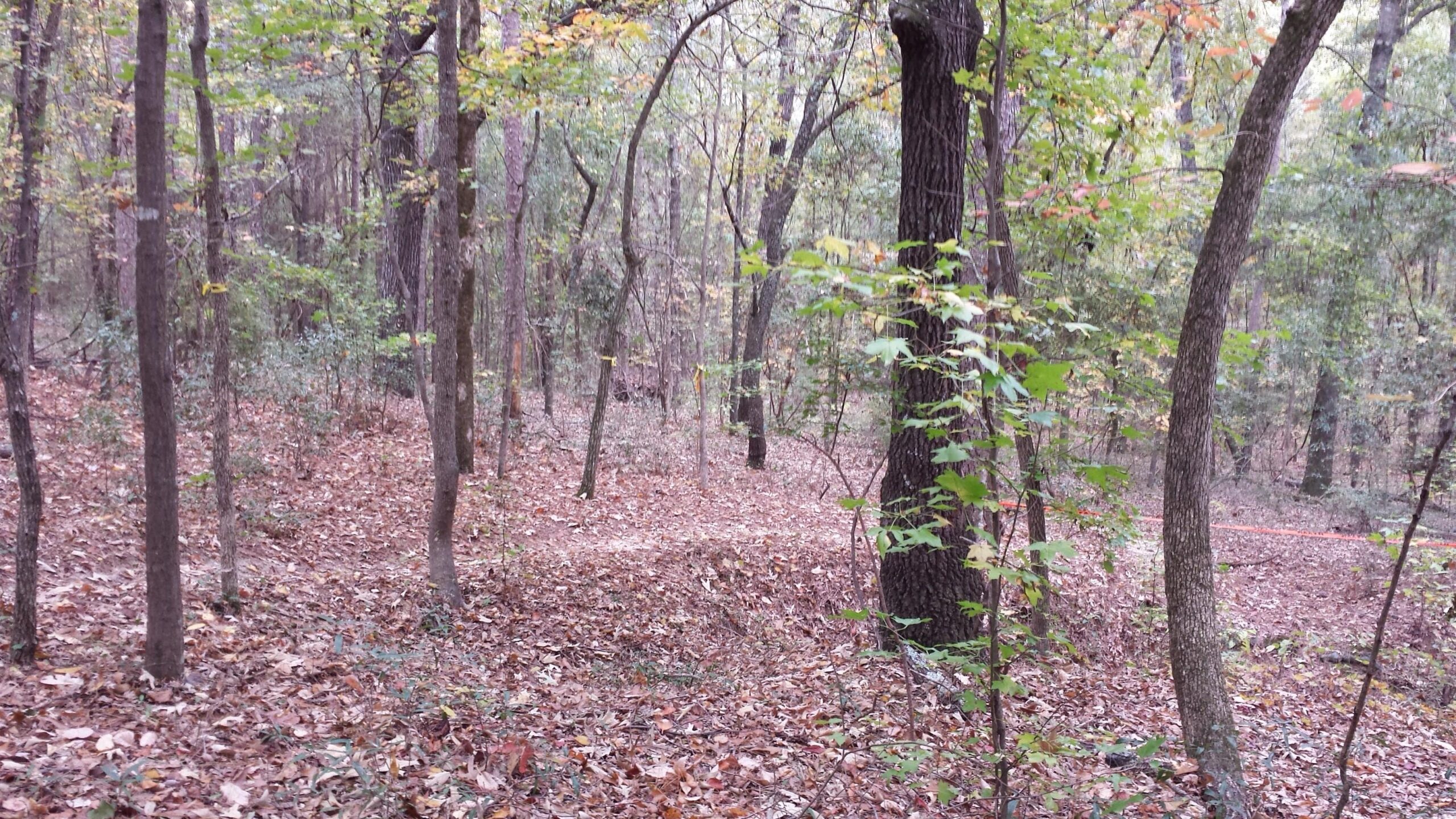 A serene forest scene featuring tall trees in various stages of autumn foliage. The ground is covered with fallen leaves, creating a soft carpet of color. Sunlight filters through the branches, casting gentle light and shadows on the forest floor, giving a peaceful and natural atmosphere. Fort Benning MTB Trail mountain bike trail.
