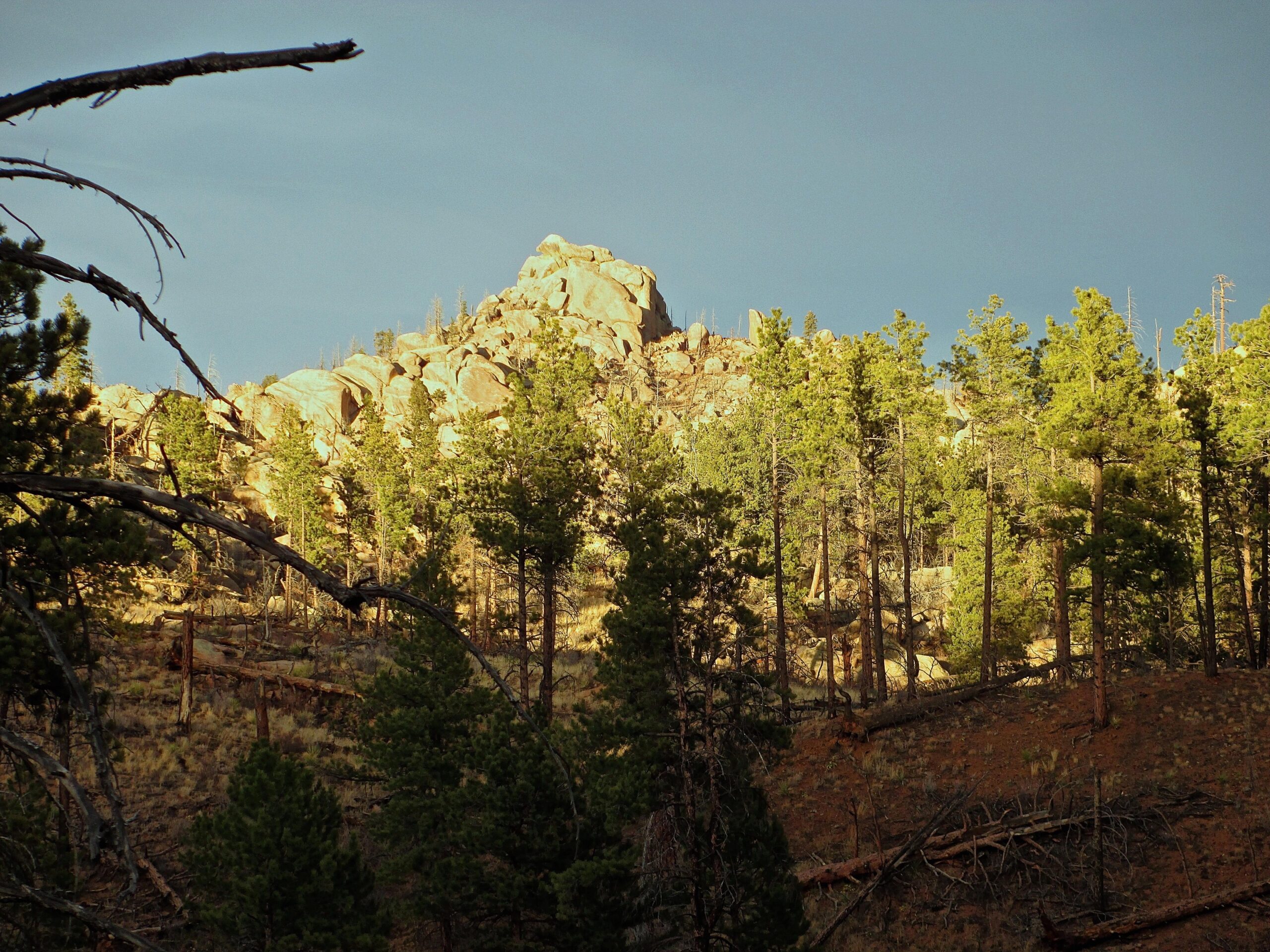 A rocky hillside is bathed in warm sunlight, surrounded by tall pine trees. The scene captures a mix of vibrant greenery and rugged terrain under a clear blue sky. Some fallen logs are visible in the lower foreground, adding to the natural landscape. Buffalo Creek mountain bike trail.