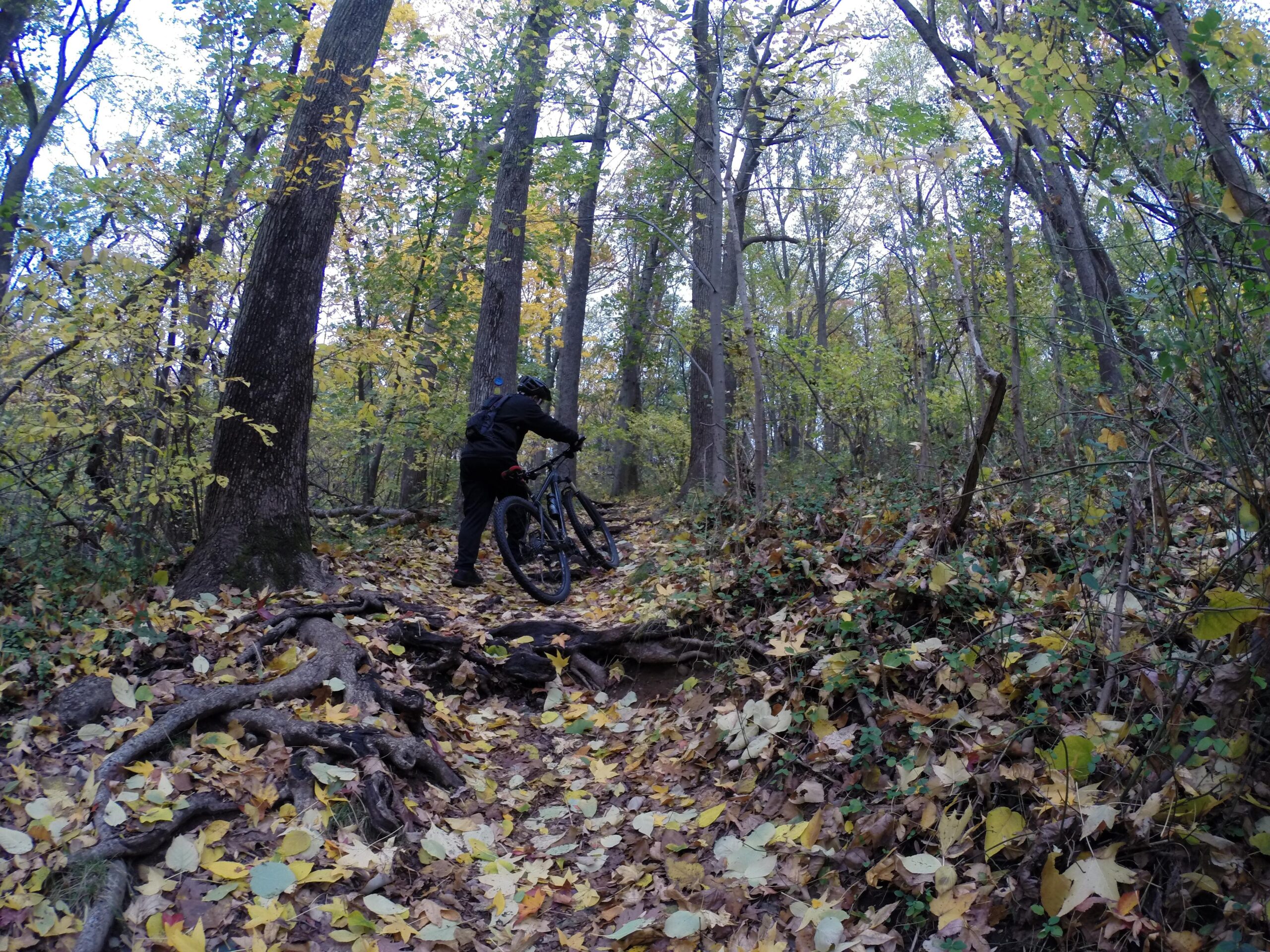A person pushing a mountain bike along a narrow dirt trail in a forest, surrounded by tall trees with autumn foliage. The ground is covered with colorful fallen leaves and exposed tree roots. Richmond Avenue and Forest Hill road mountain bike trail.