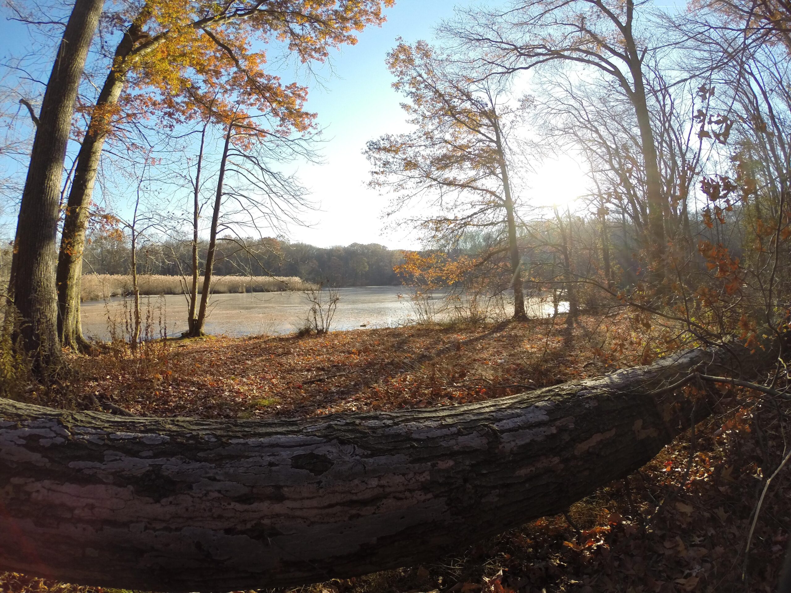 A serene landscape featuring a calm body of water surrounded by trees with autumn foliage. The foreground includes a fallen log, with fallen leaves carpeting the ground. In the background, the sun peeks through the trees, casting a warm light over the scene, which has a peaceful and tranquil atmosphere. Wolfes Pond park mountain bike trail.