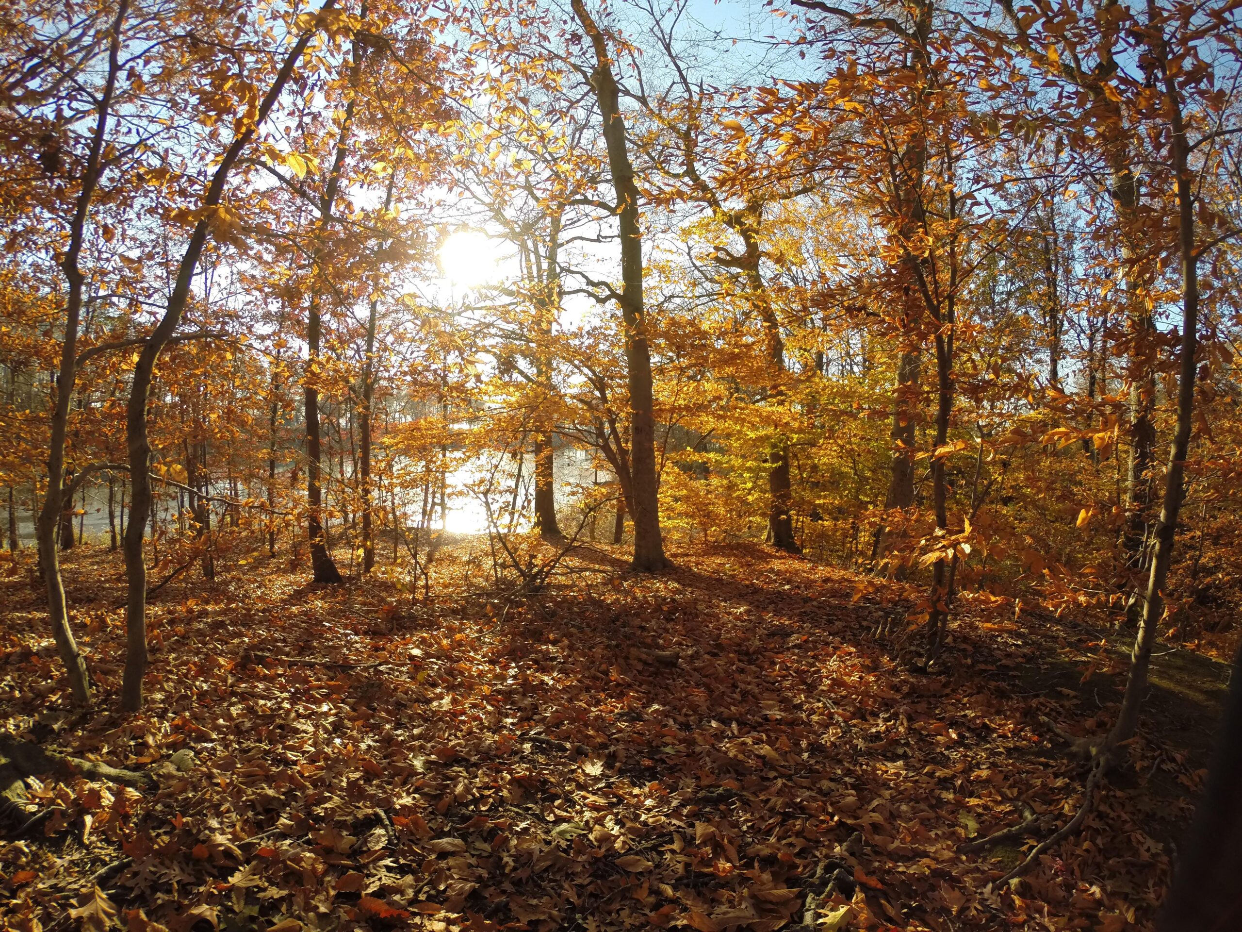 A sunlit forest scene in autumn, filled with vibrant orange and yellow foliage, a carpet of fallen leaves covers the ground, and a calm body of water is visible in the background. The sunlight filters through the trees, creating a warm and inviting atmosphere. Wolfes Pond park mountain bike trail.