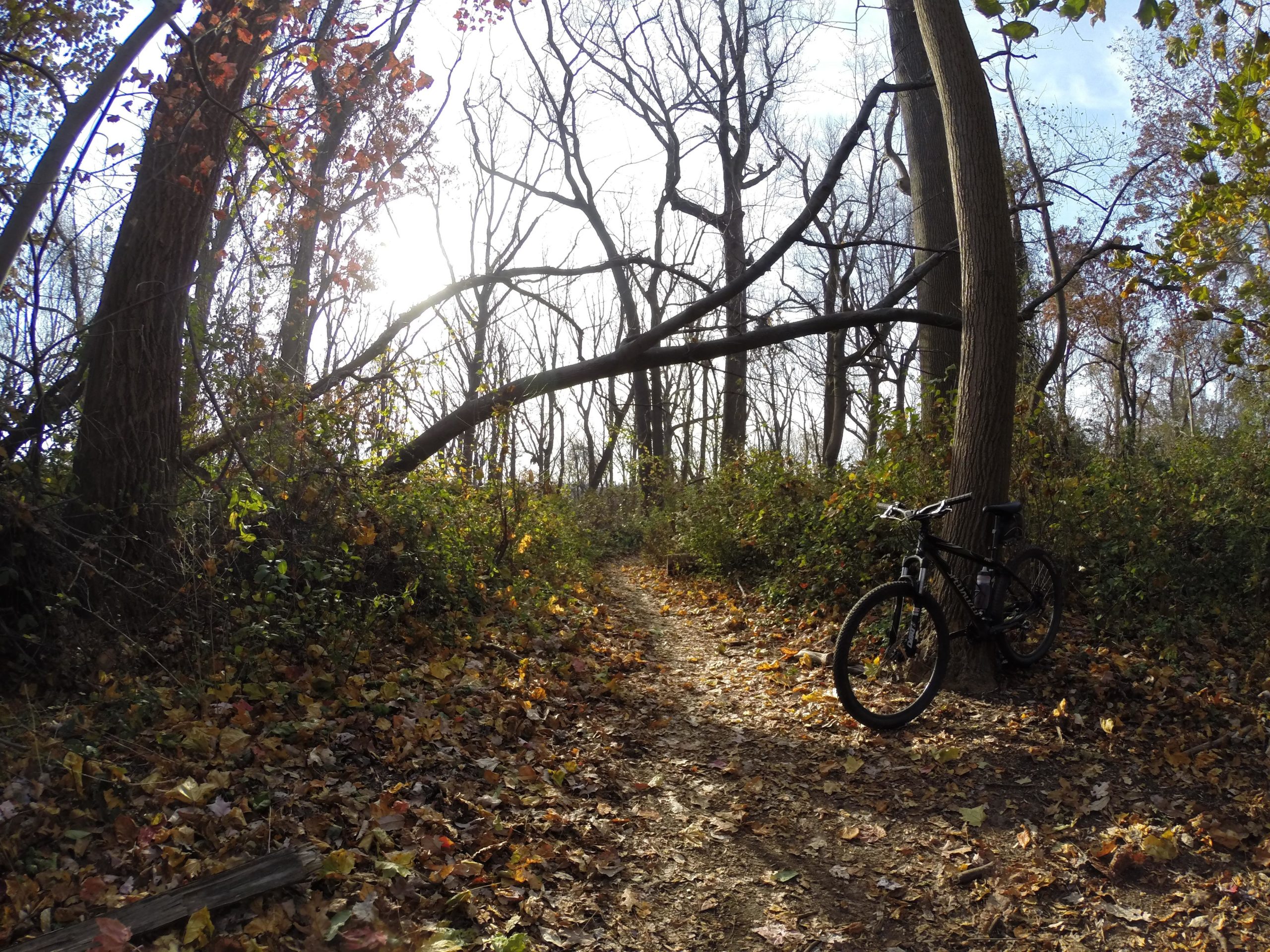A winding dirt path through a wooded area, lined with fallen leaves and surrounded by trees. A mountain bike leans against a tree on the right side of the image, while sunlight filters through the branches overhead, creating a warm ambiance. Hartshorne Woods Park mountain bike trail.