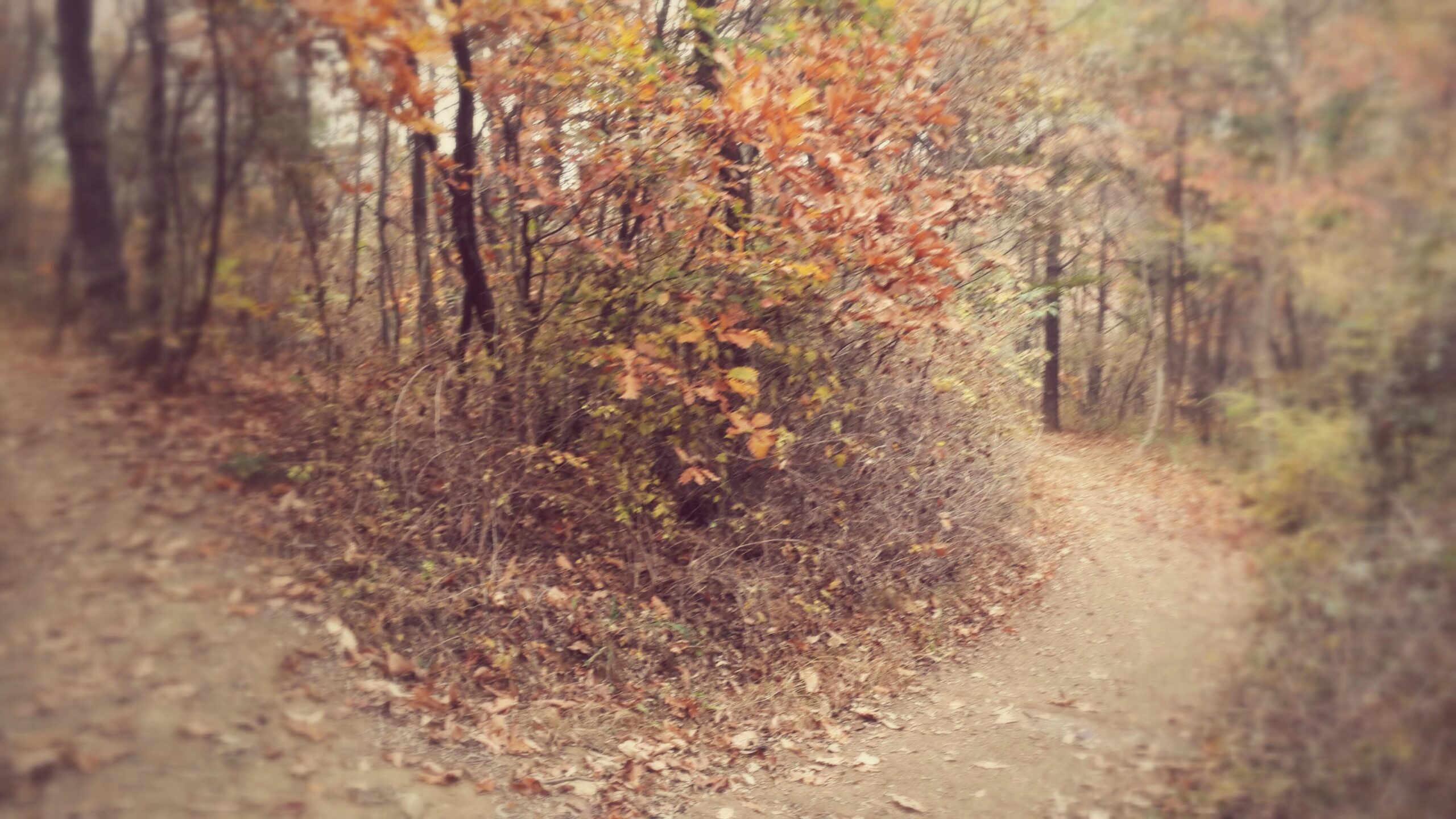 A winding dirt path in a forest, surrounded by trees with autumn foliage in shades of orange, yellow, and brown. The ground is covered with fallen leaves, creating a cozy, natural atmosphere as the path curves gently to the right. Gyeyangsan mountain bike trail.