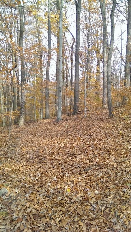 A serene forest scene in autumn, featuring tall trees with golden and orange leaves. The ground is covered in a blanket of fallen leaves, and the pathway leads gently uphill through the tranquil woods. Fair Hill mountain bike trail.