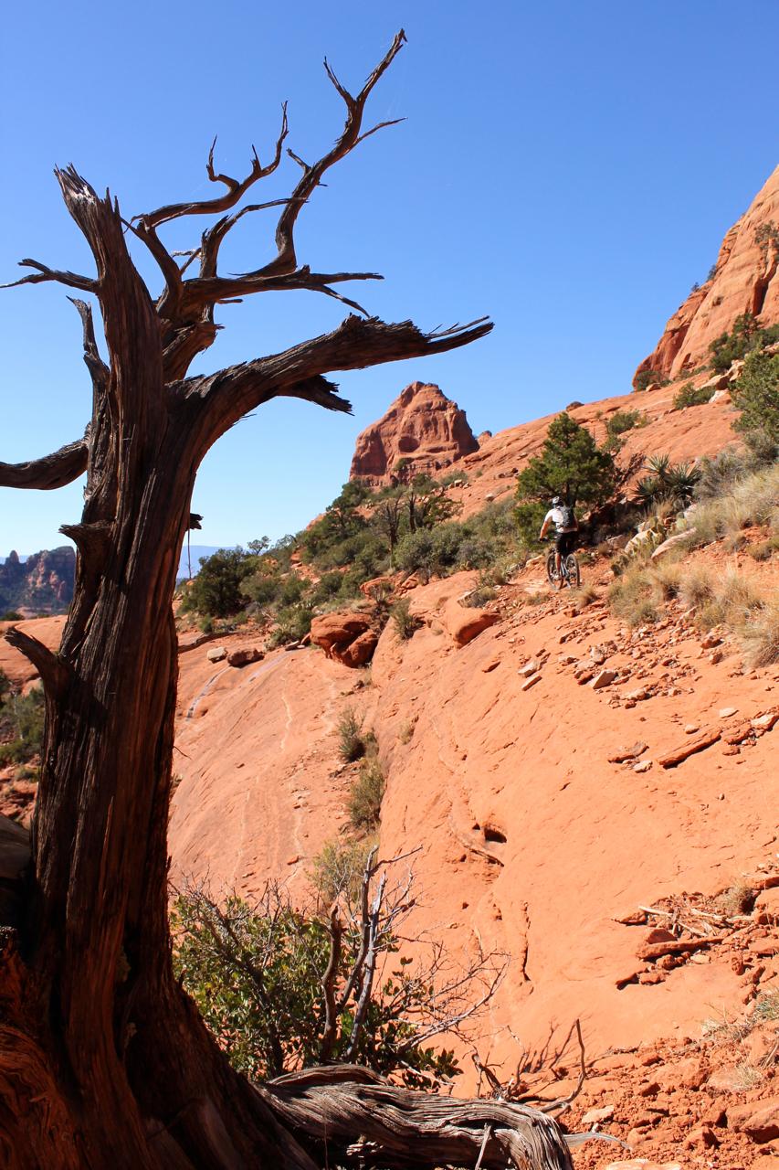 A cyclist riding on a sandy, red rock trail surrounded by sparse vegetation and hills, with a dry, twisted tree trunk prominently in the foreground against a clear blue sky. Hangover mountain bike trail.