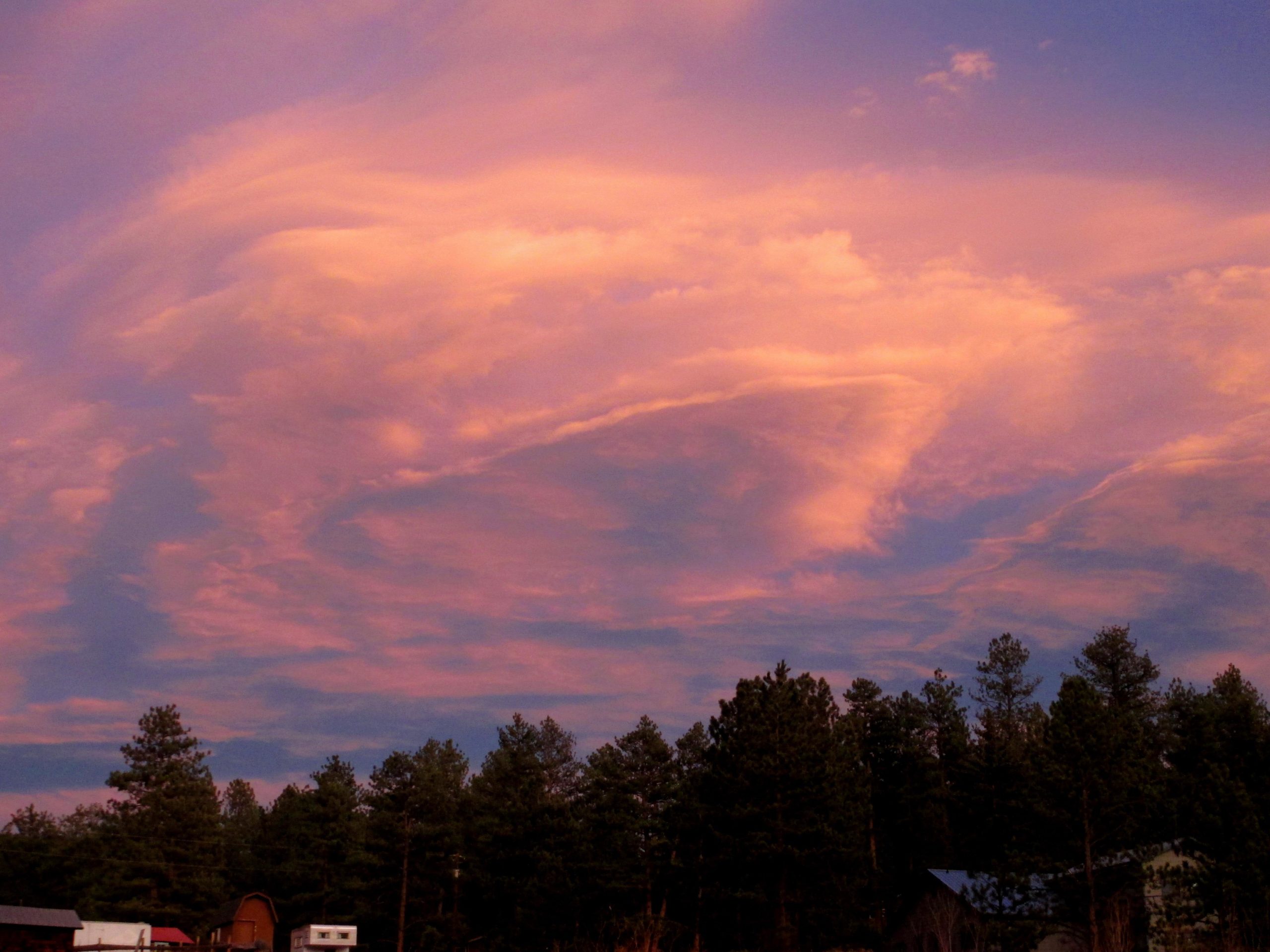 A serene sky at dusk featuring ethereal swirling clouds colored in soft shades of pink and purple, above a backdrop of tall evergreen trees. The scene conveys a peaceful and atmospheric landscape. Buffalo Creek mountain bike trail.
