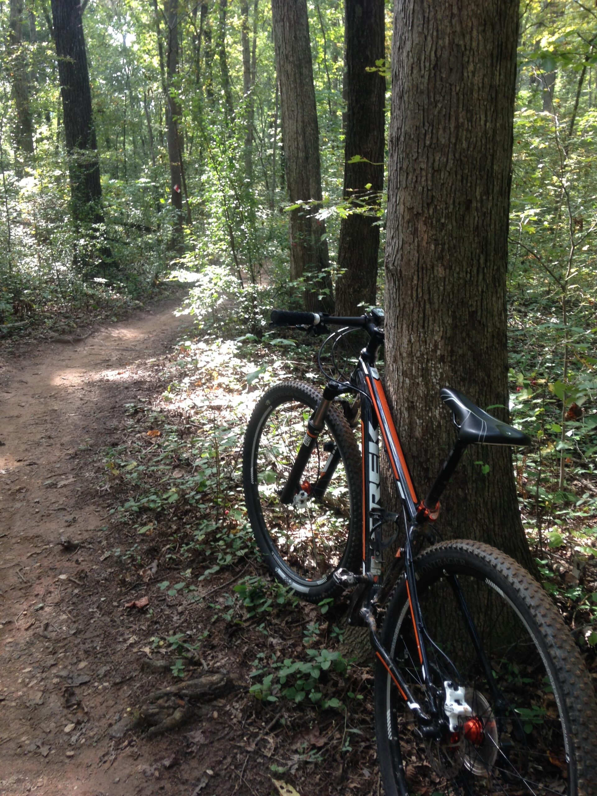 Trek Mamba: A mountain bike leans against a tree in a forested area, with a winding dirt path visible in the background. Sunlight filters through the trees, casting dappled shadows on the ground and foliage.