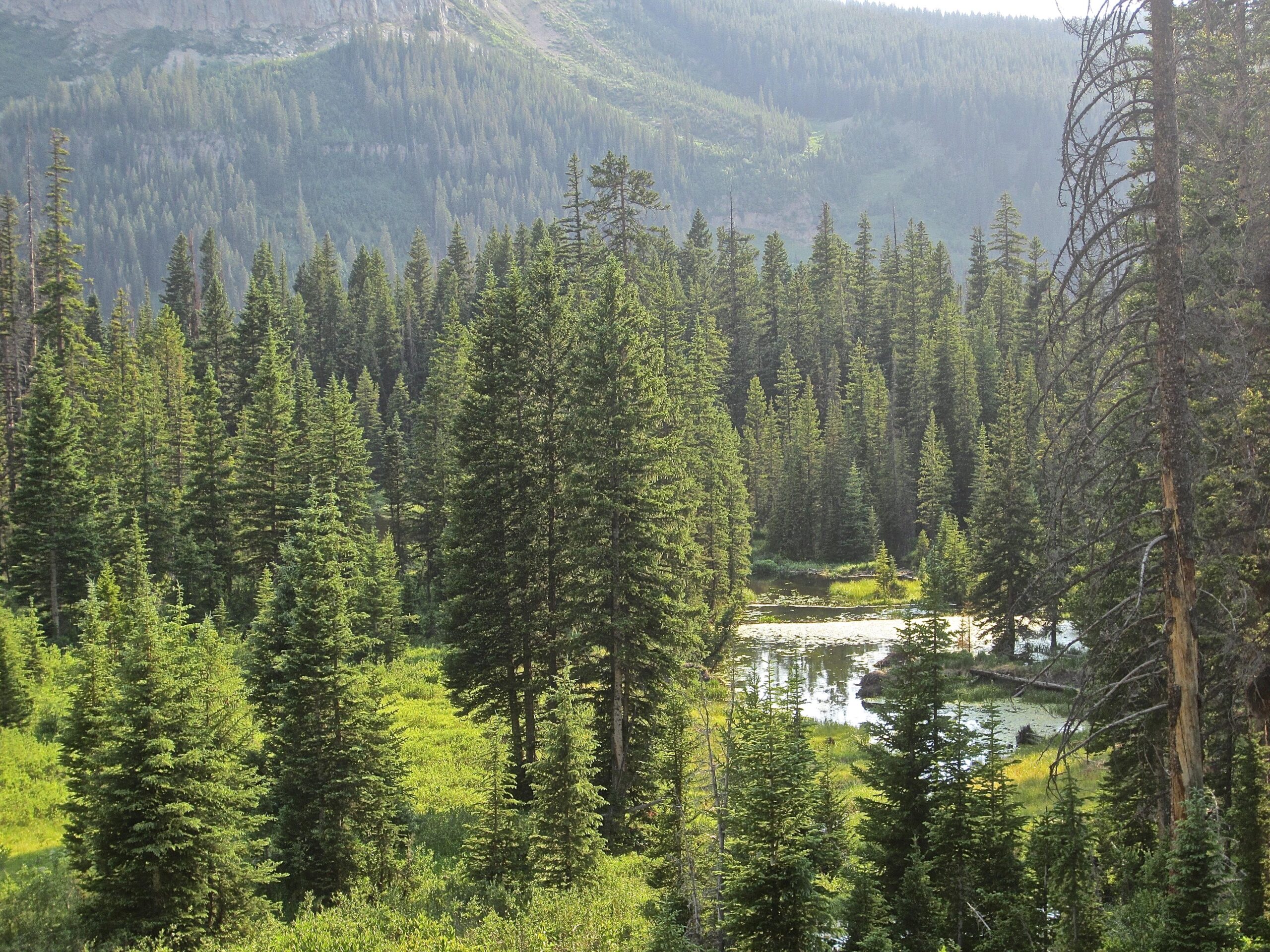 A scenic view of a lush forest featuring tall evergreen trees, with a gentle stream winding through the greenery. The background showcases a mountain landscape, illuminated by soft, natural light, creating a peaceful and tranquil atmosphere. Trail 401 mountain bike trail.