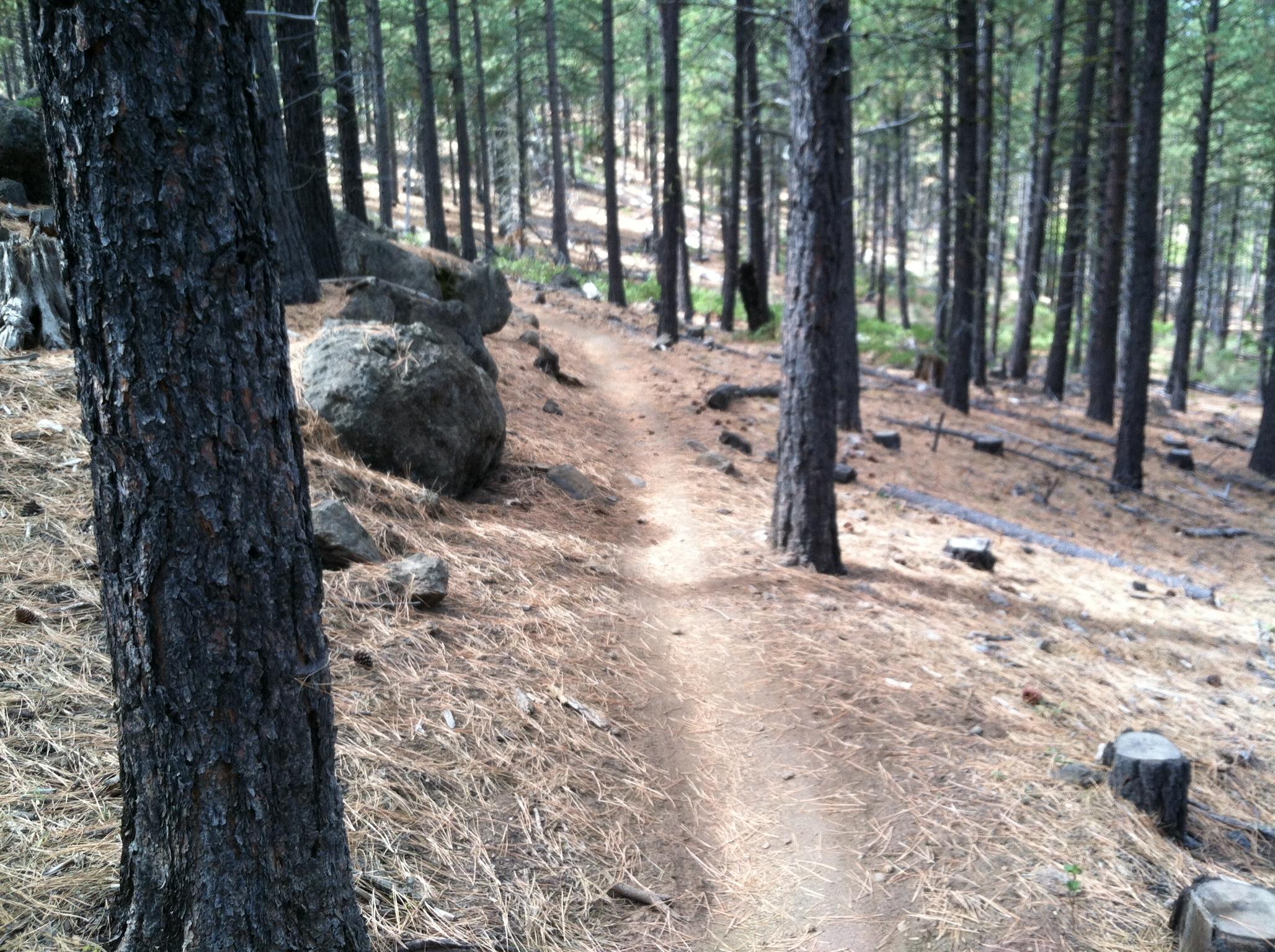 A narrow dirt trail winding through a forest with tall pine trees, scattered rocks, and a carpet of pine needles covering the ground. The trail disappears into the distance, surrounded by lush greenery. Ben's Lower mountain bike trail.
