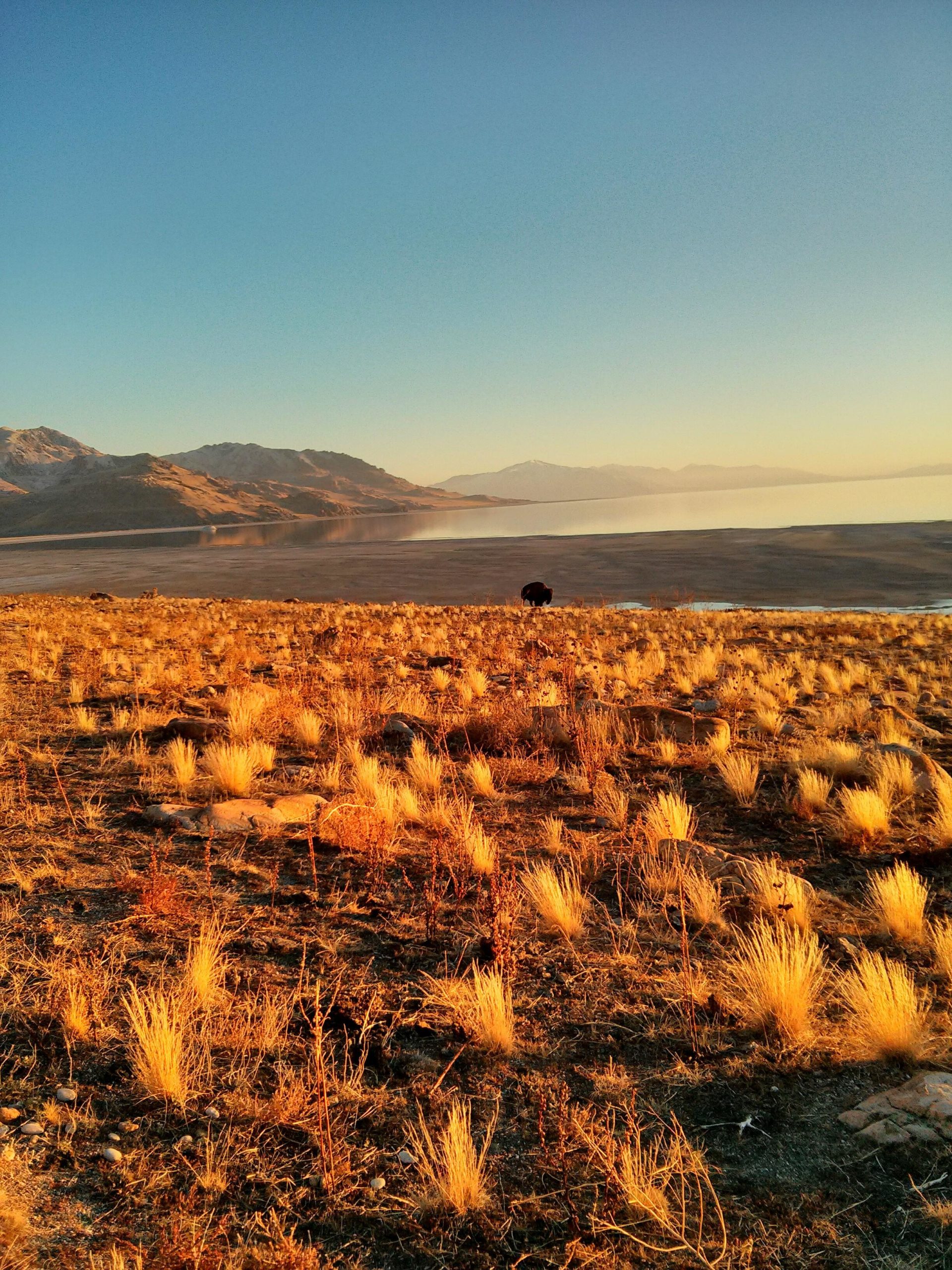 A serene landscape at sunset, featuring golden grasses and sparse vegetation in the foreground, leading to a calm lake reflecting the mountains in the background. The sky is clear with warm hues from the setting sun, creating a tranquil atmosphere. In the distance, a lone animal is visible near the water's edge. Antelope Island mountain bike trail.