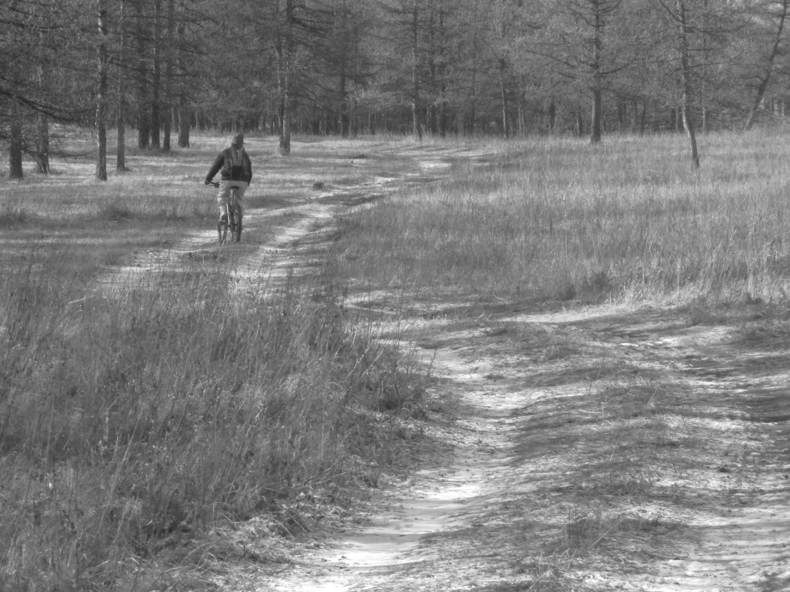 A person riding a bicycle along a winding dirt path in a forested area, surrounded by tall grass and trees, captured in black and white. Elst Uul mountain bike trail.