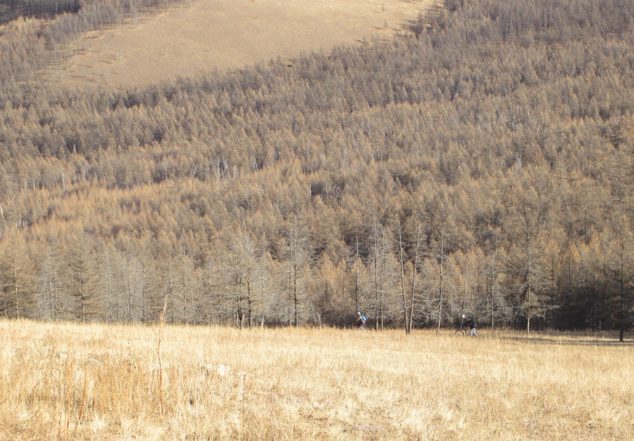 A landscape featuring a field of dry grass in the foreground, leading to a dense forest of mostly brown and sparse trees in the background. Two cyclists can be seen riding on a path through the trees. The scene suggests a natural setting in late autumn or early winter. Elst Uul mountain bike trail.