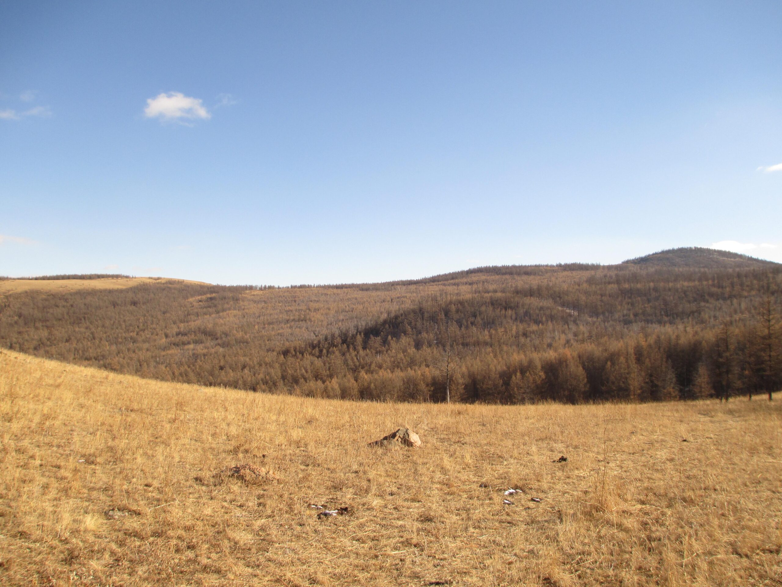 A sweeping view of rolling hills covered with dry grass and sparse trees under a clear blue sky. The landscape appears desolate, with muted browns and yellows dominating the scene. Elst Uul mountain bike trail.