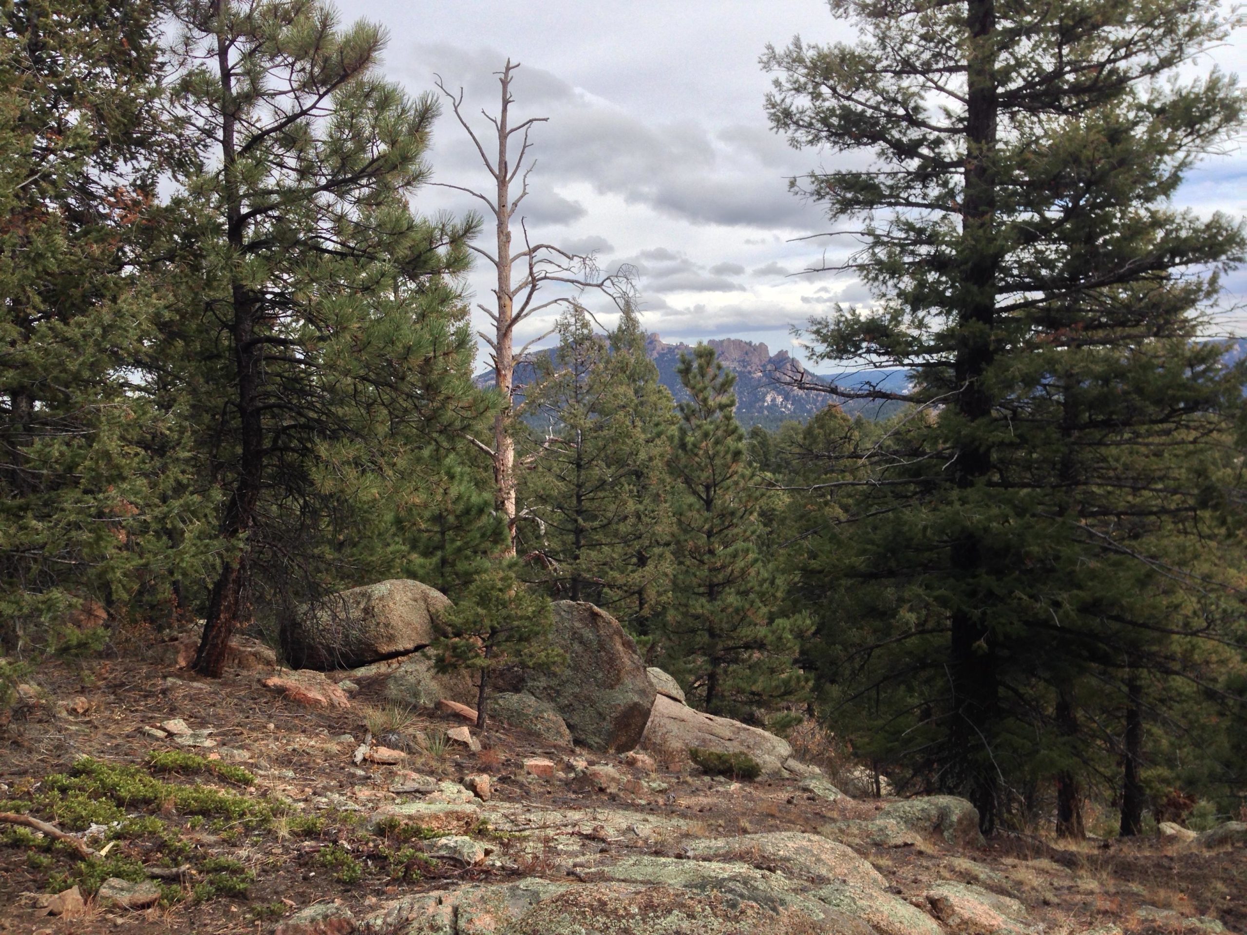 A scenic view of a forested area featuring tall pine trees, rocky terrain, and a distant mountain backdrop under a cloudy sky. Little Scraggy mountain bike trail.