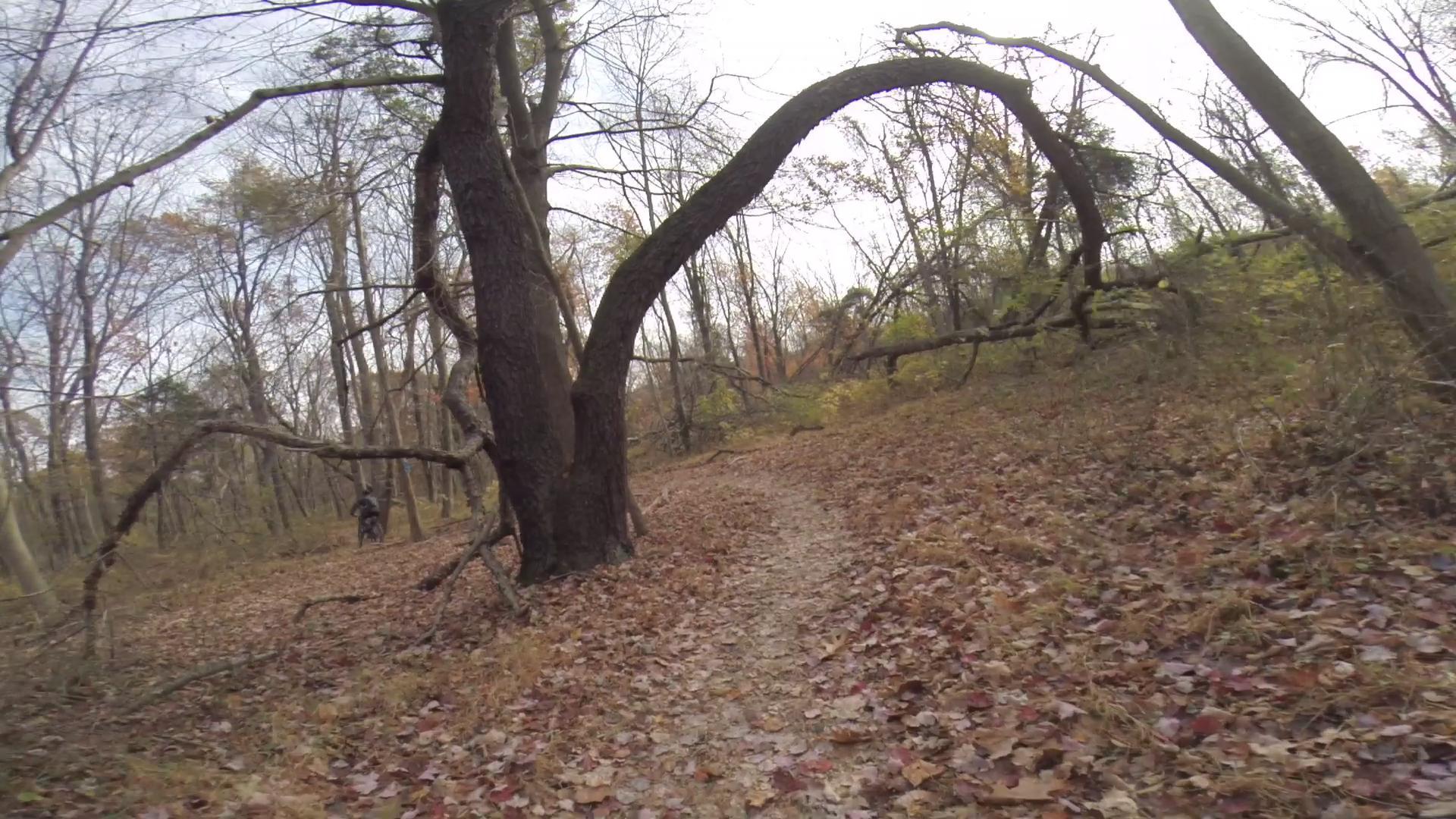 A winding forest path covered with autumn leaves, flanked by trees, including a large tree with a distinctive, curved branch. In the background, a person dressed in dark clothing is partially visible, walking along the trail. The scene evokes a tranquil, outdoor atmosphere. Chimney Rock mountain bike trail.