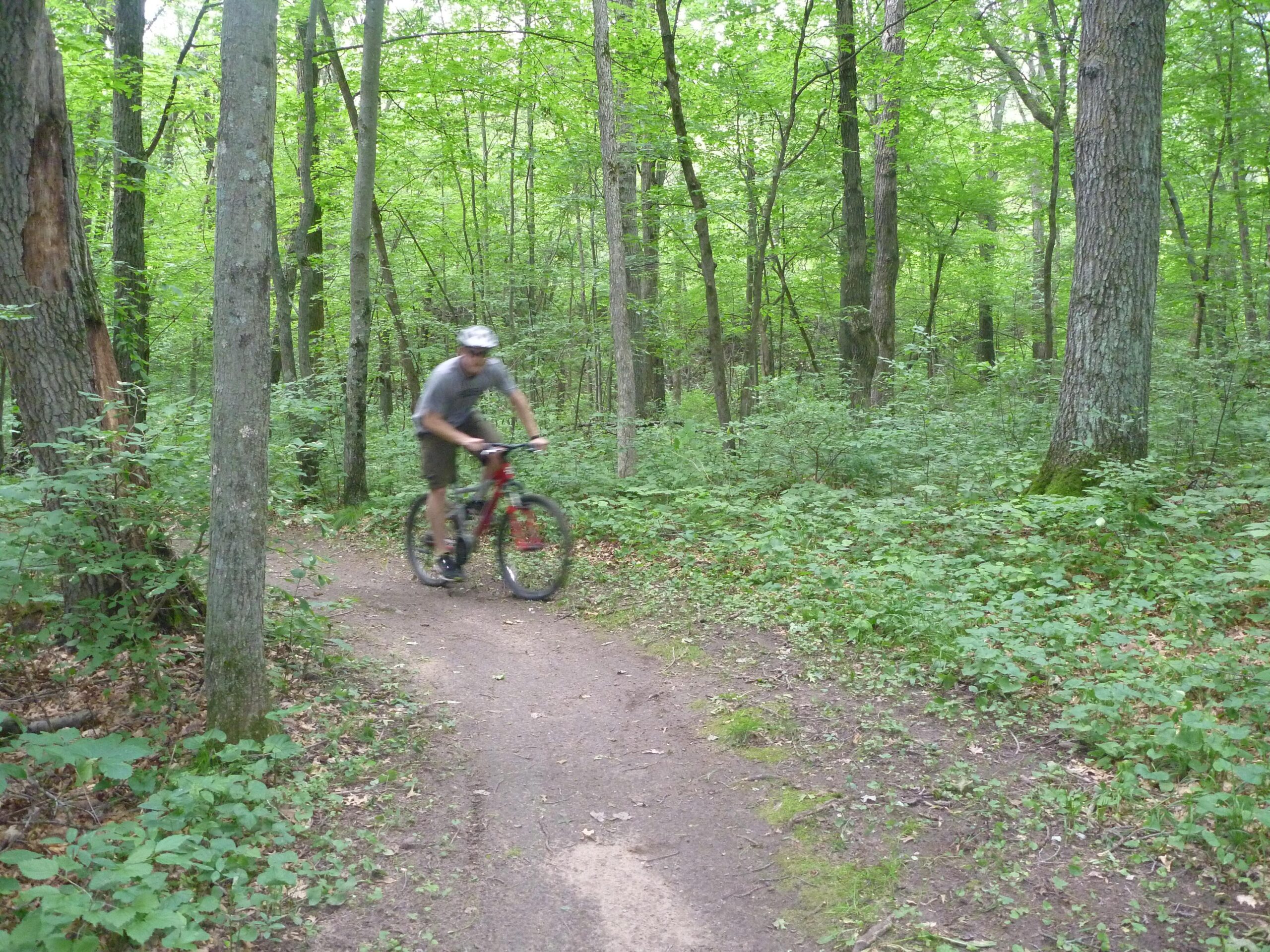 Kona Kahuna: A person riding a mountain bike along a winding dirt path in a lush green forest, surrounded by tall trees and dense underbrush. The scene captures the essence of outdoor adventure and nature.