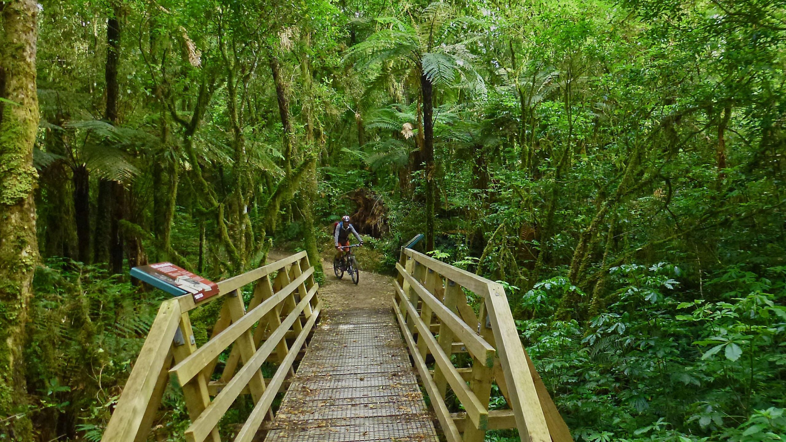 A cyclist riding a mountain bike on a forest trail, crossing a wooden bridge surrounded by lush green vegetation and towering trees in a dense forest. The Timber Trail mountain bike trail.