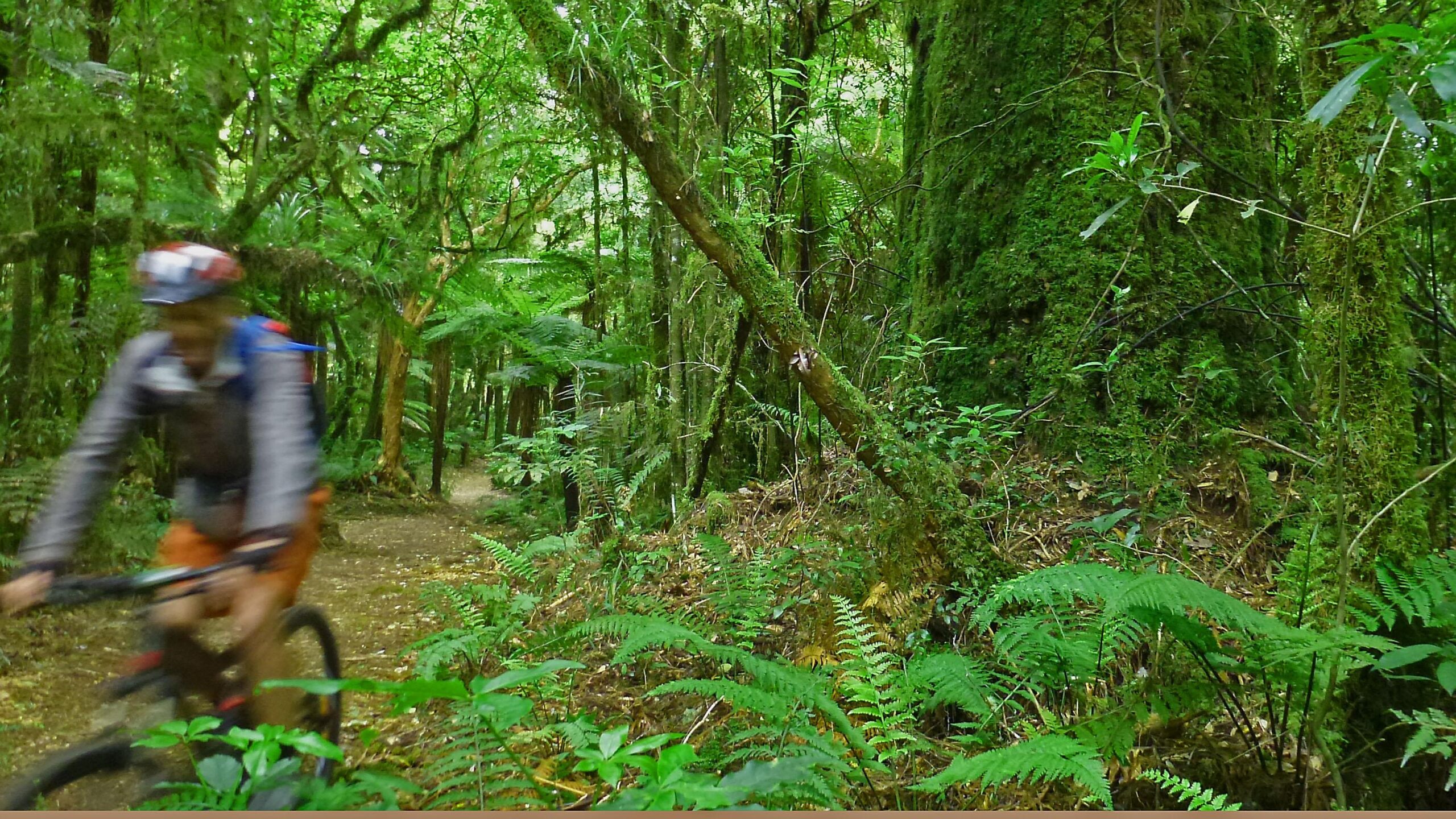 A blurred image of a mountain biker riding on a dirt trail surrounded by lush greenery in a forest. Ferns and trees form a vibrant backdrop, highlighting the natural environment. The Timber Trail mountain bike trail.