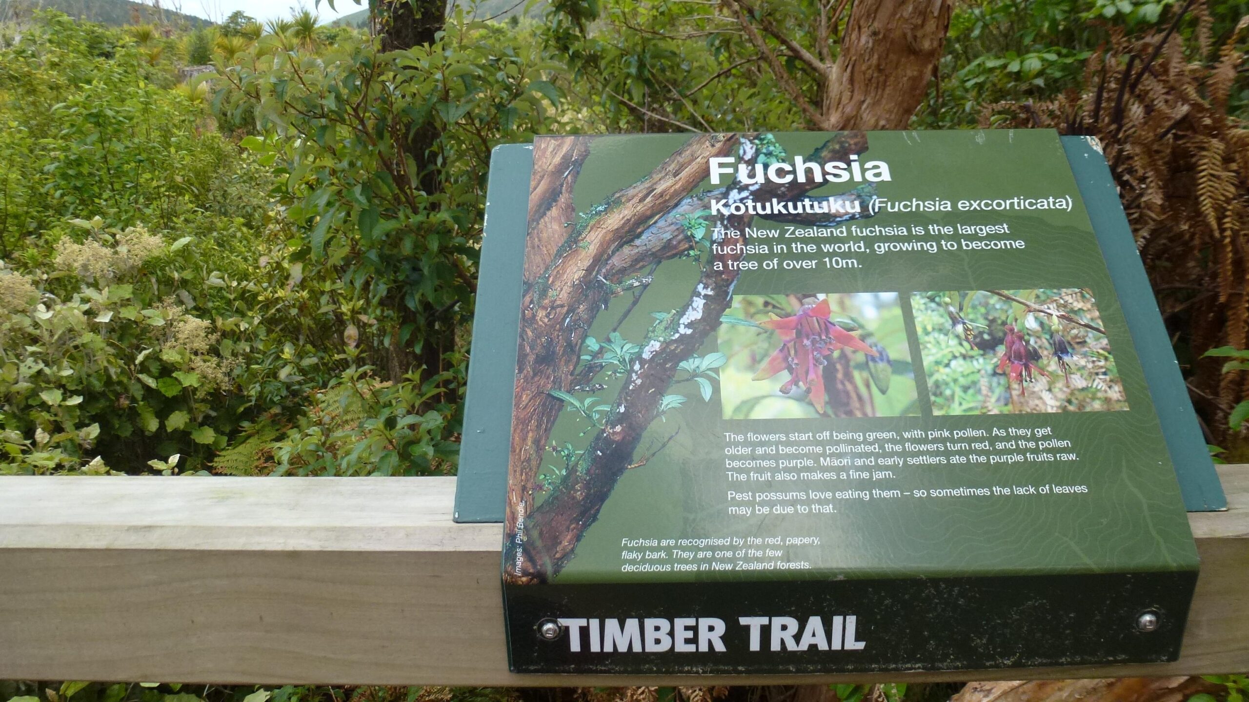 Information sign about Fuchsia (Fuchsia excorticata) displayed along the Timber Trail, surrounded by lush green foliage. The sign describes the plant as the largest fuchsia in the world, reaching heights over 10 meters, and provides details on its flowers and fruit, along with mentions of its ecological significance. The Timber Trail mountain bike trail.