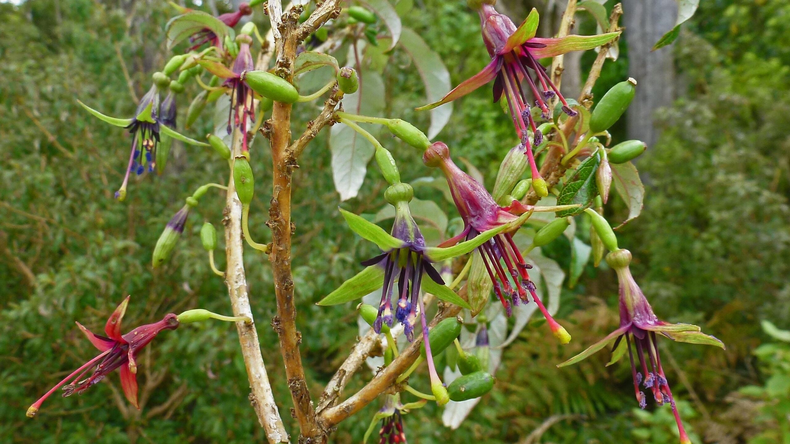 A close-up image of a flowering plant featuring vibrant blooms in shades of purple, red, and green. The flowers have long, slender petals and hanging structures, surrounded by green buds and leafy stems. The background consists of blurred greenery, highlighting the colorful flora in the foreground. The Timber Trail mountain bike trail.