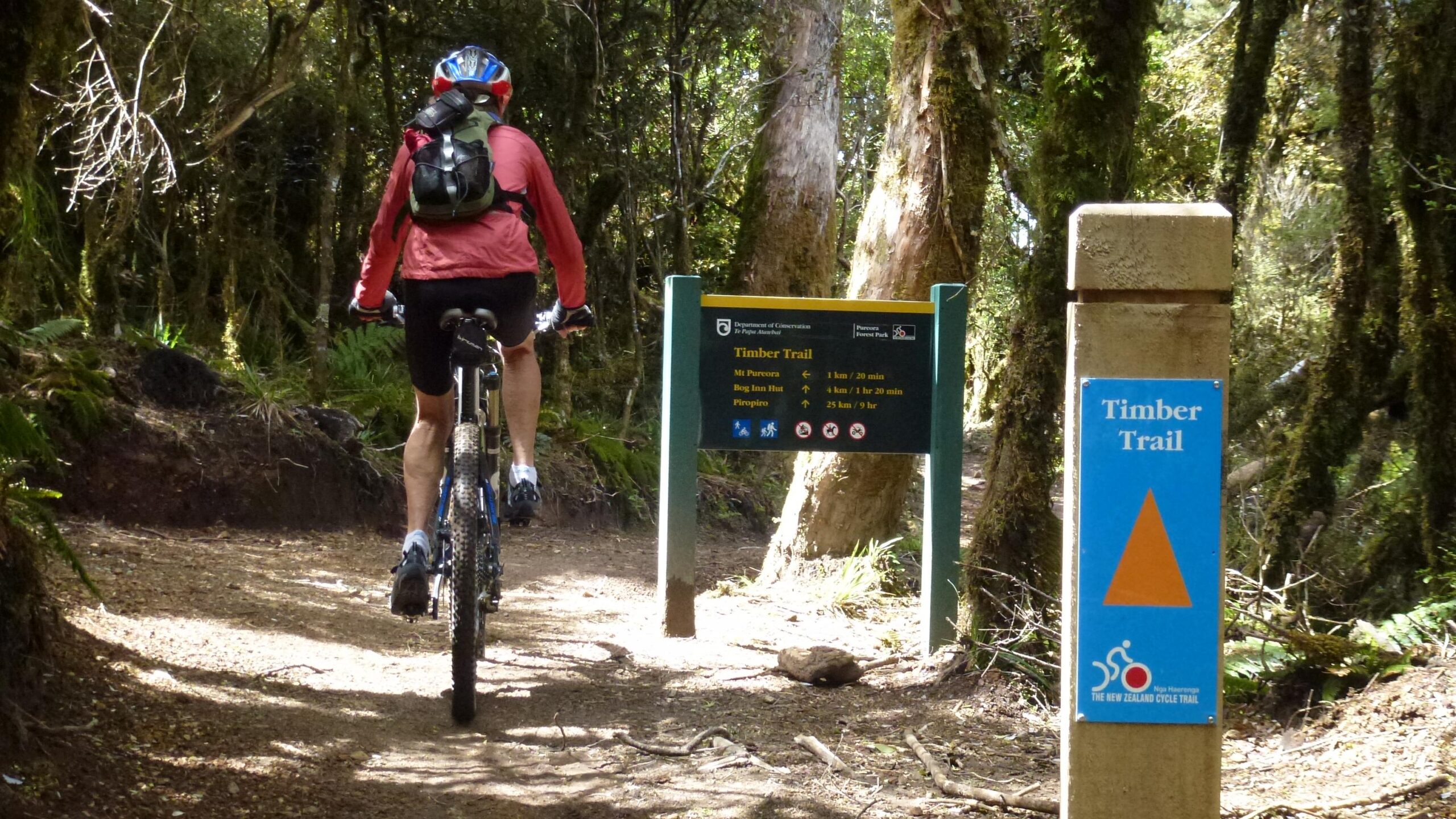 A cyclist in a red jacket and helmet rides a mountain bike along a dirt trail surrounded by dense greenery. Nearby, a signpost indicates the Timber Trail, listing distances and times to various destinations, including Mt Pureora and the Bog Inn Hut. The area is part of a scenic forest trail, with sunlight filtering through the trees. The Timber Trail mountain bike trail.
