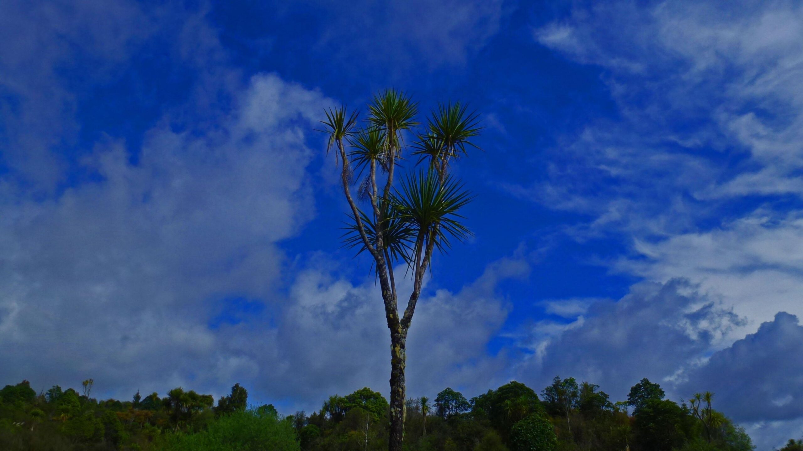 A tall palm tree with spiky leaves stands against a bright blue sky, dotted with white clouds. Lush green foliage is visible in the background, creating a vibrant natural scene. The Timber Trail mountain bike trail.