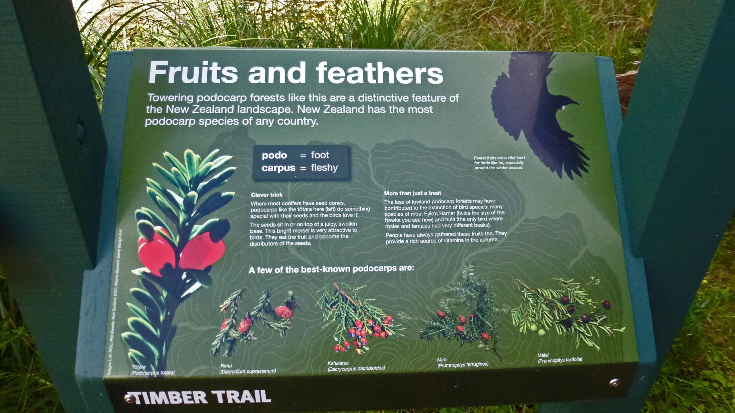 Sign detailing the significance of podocarp forests in New Zealand, highlighting their unique fruits and their role in supporting bird species. The sign includes illustrations of various podocarps, such as Tāri (Podocarpus totara), Kahikatea (Dacrycarpus dacrydioides), Rimu (Dacrydium cupressinum), Miro (Prumnopitys ferruginea), and Matatā (Prumnopitys taxifolia), along with explanations of their ecological importance and the relationship with local birdlife. The Timber Trail mountain bike trail.