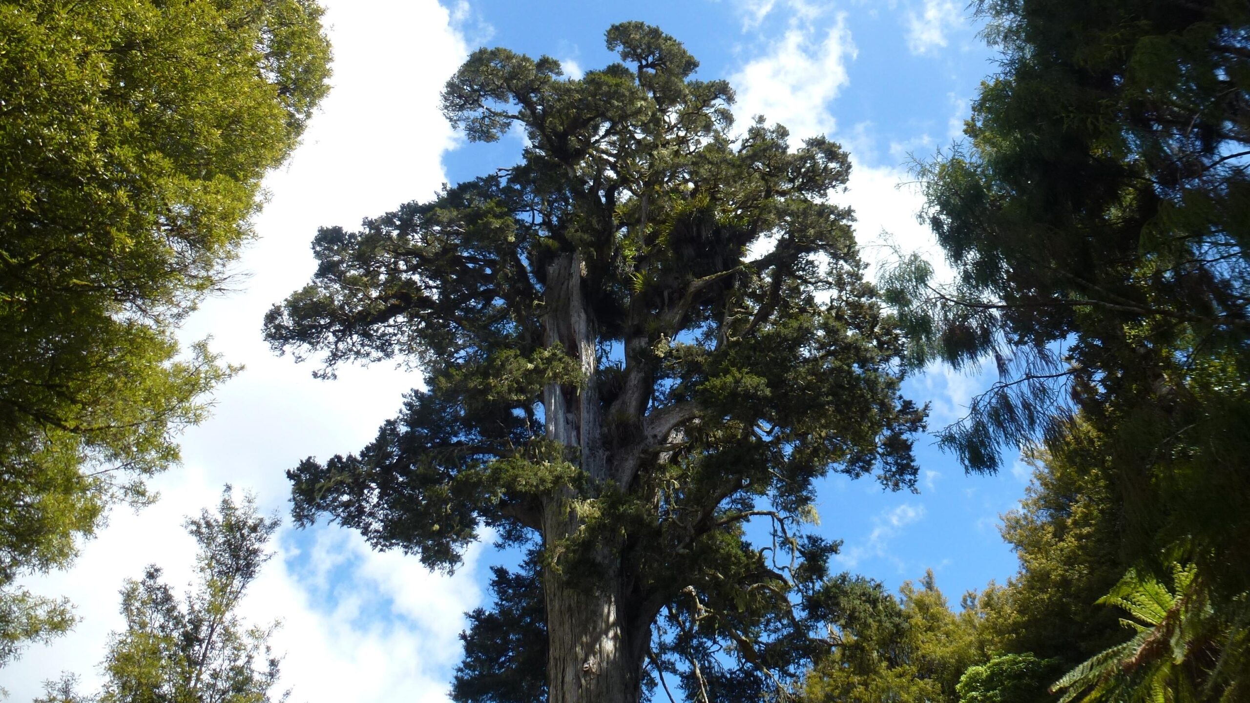 A tall tree with a dense canopy of green leaves stands majestically against a bright blue sky, surrounded by other trees in a lush forest setting. The Timber Trail mountain bike trail.