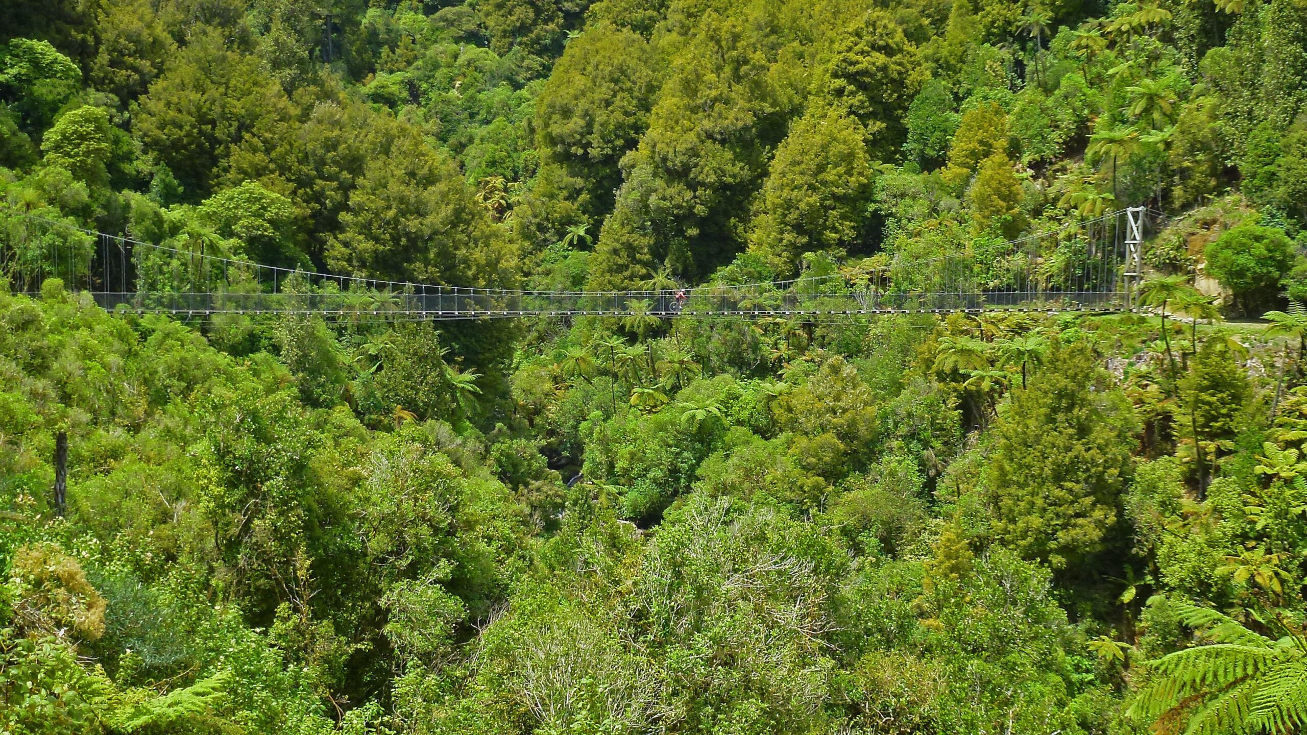 A suspension bridge spanning a lush green valley filled with dense vegetation, including various trees and ferns, under a bright blue sky. The Timber Trail mountain bike trail.