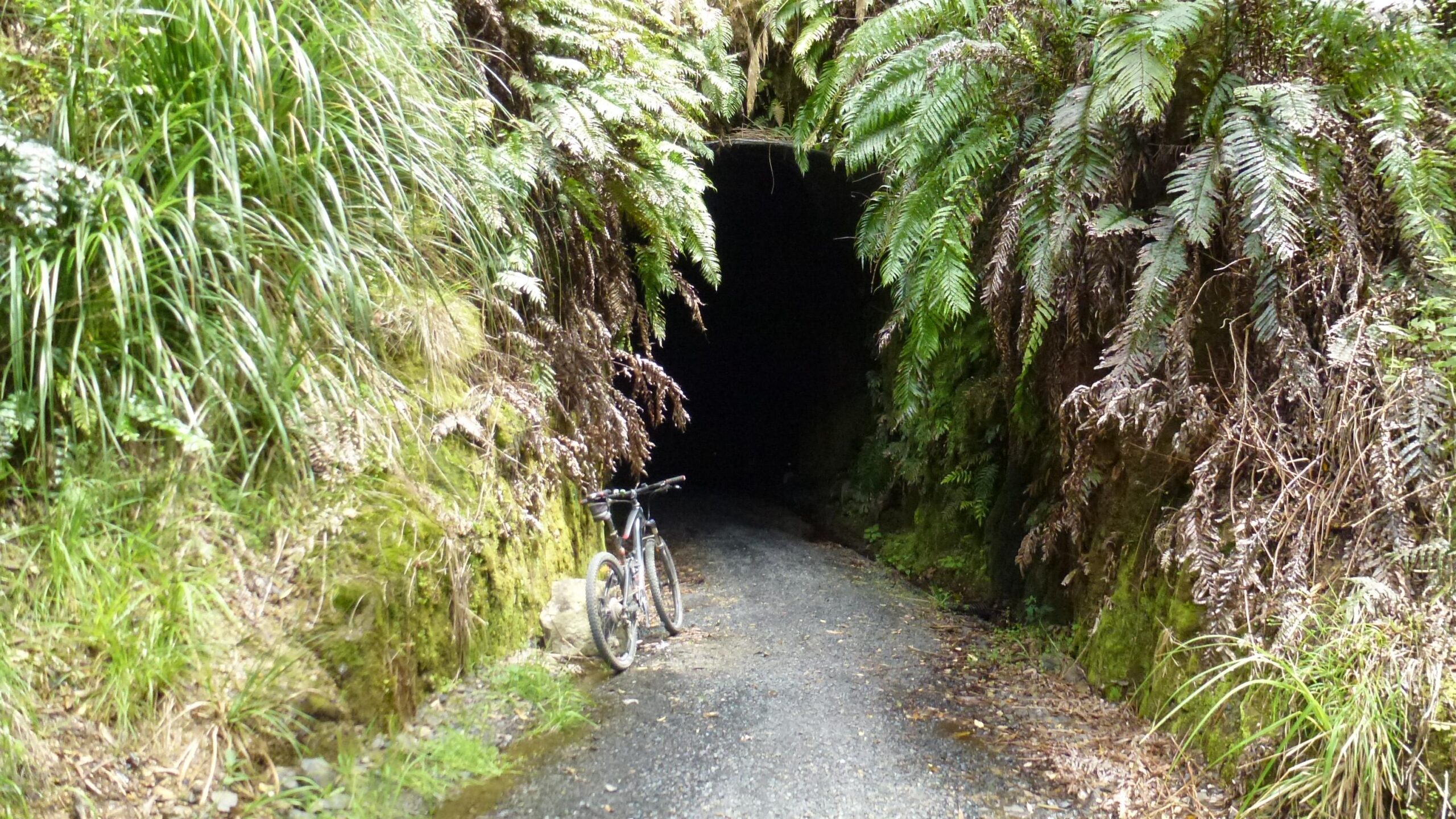 A mountain bike leaning against a rocky surface near the entrance of a dark tunnel, surrounded by lush green ferns and tall grass along a gravel pathway. The Timber Trail mountain bike trail.