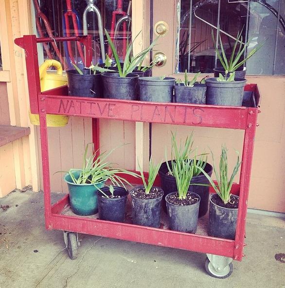 A red cart filled with various potted native plants is displayed outside a building. The cart has the words "NATIVE PLANTS" etched on the front, and it features several black pots as well as one green pot with plants that have long, green leaves. Behind the cart, there is a door with a glass panel and gardening tools hanging nearby.
