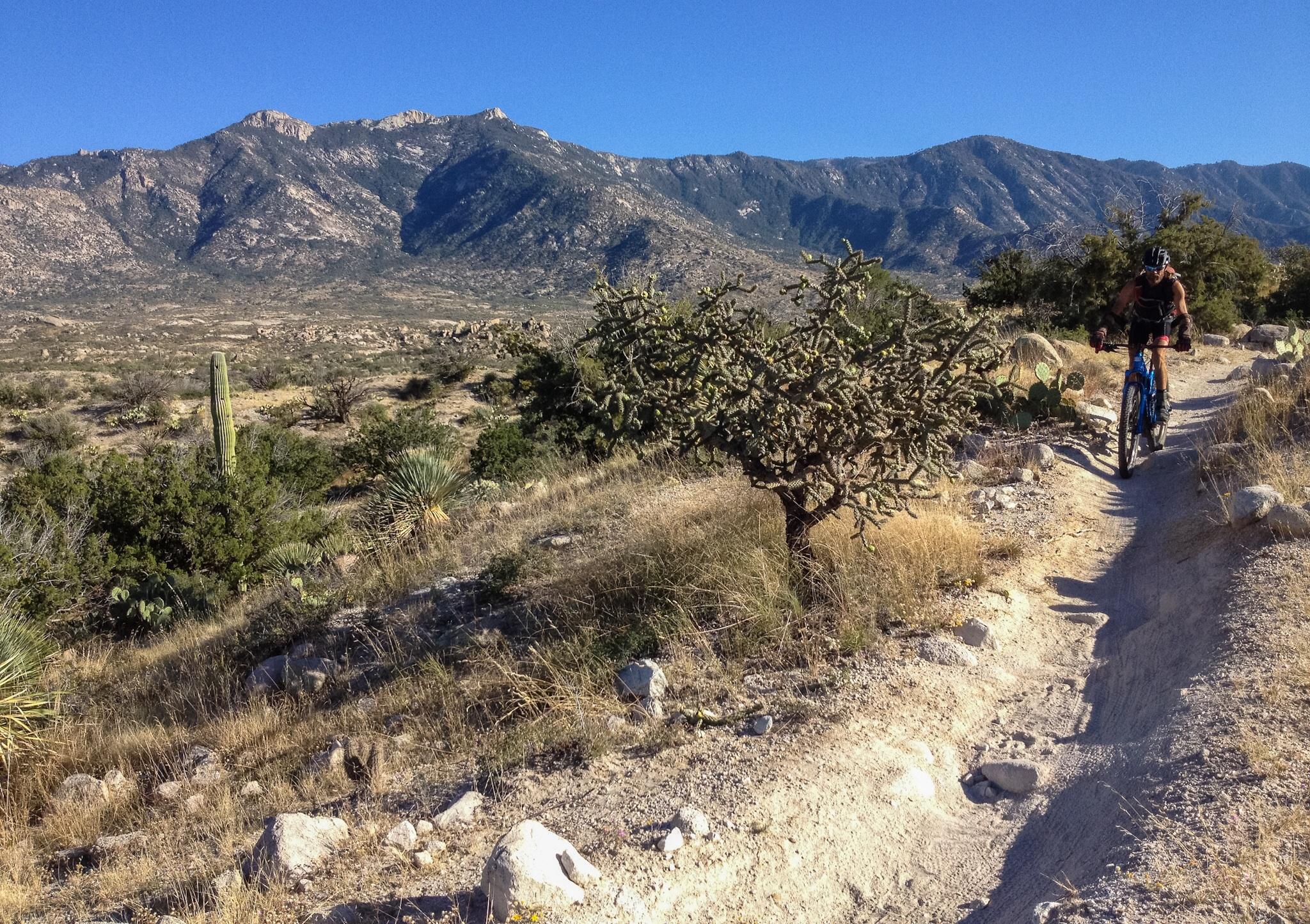 A mountain biker rides along a dirt trail in a rocky, arid landscape with mountains in the background. Cacti and desert vegetation are visible along the trail, set against a clear blue sky. 50-year Trail / Golder Ranch mountain bike trail.