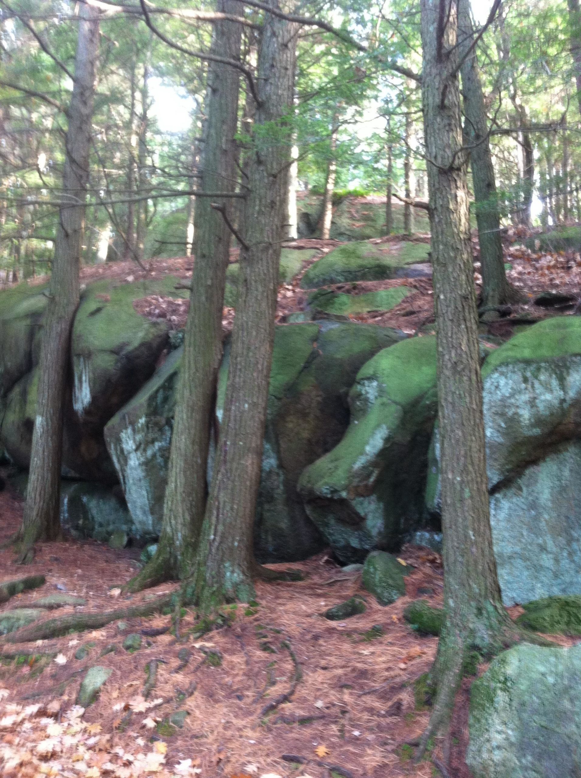 A wooded area featuring tall trees and large moss-covered rocks, with pine needles and leaves on the ground. Sunlight filters through the canopy above, creating a serene, natural atmosphere. Franklin Falls mountain bike trail.
