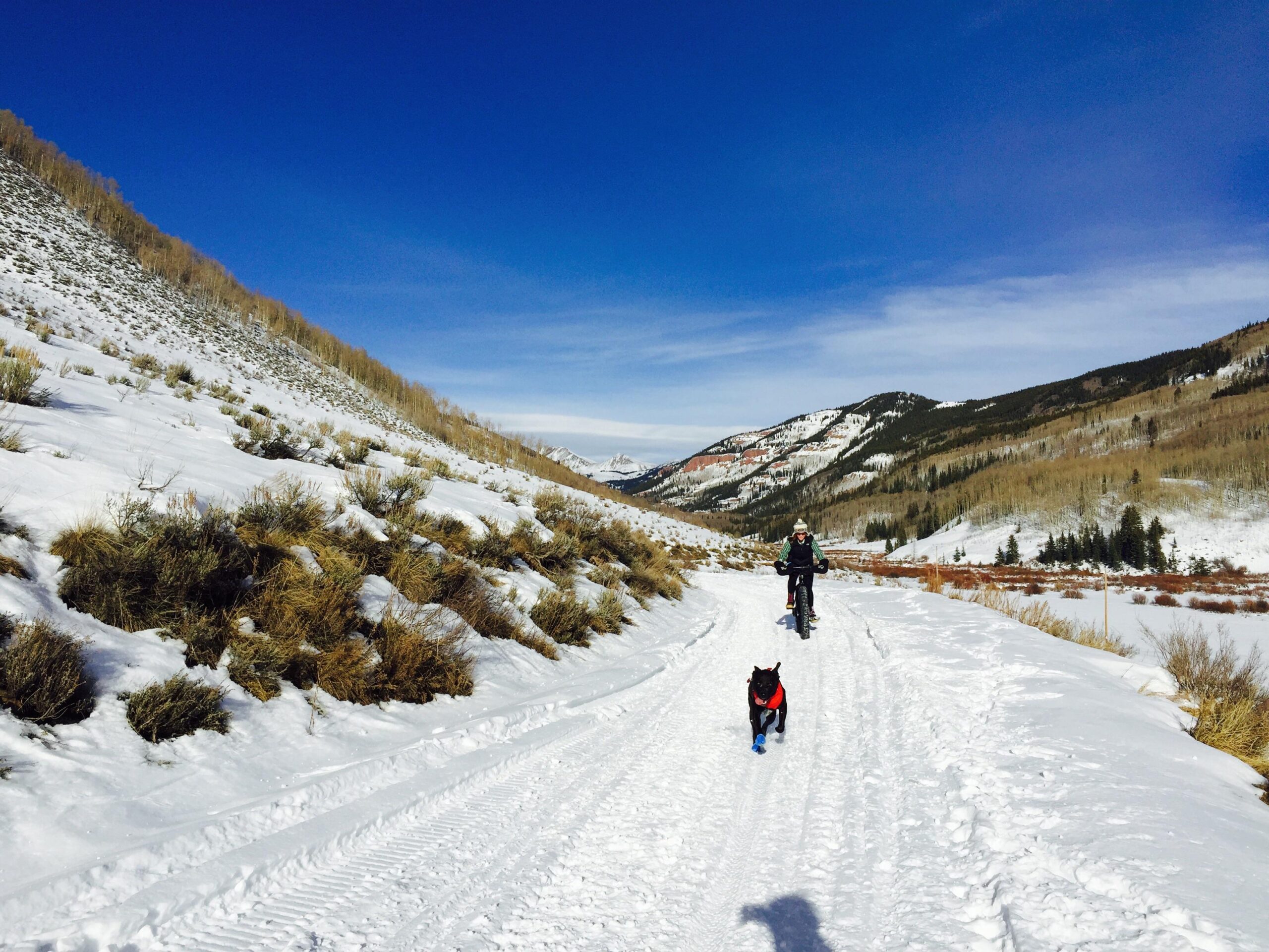 A person riding a fat bike on a snow-covered trail with a dog running alongside. The scene is set in a mountainous area with a clear blue sky and snow-capped peaks in the background, surrounded by sparse trees and shrubs. Cement Creek Road mountain bike trail.