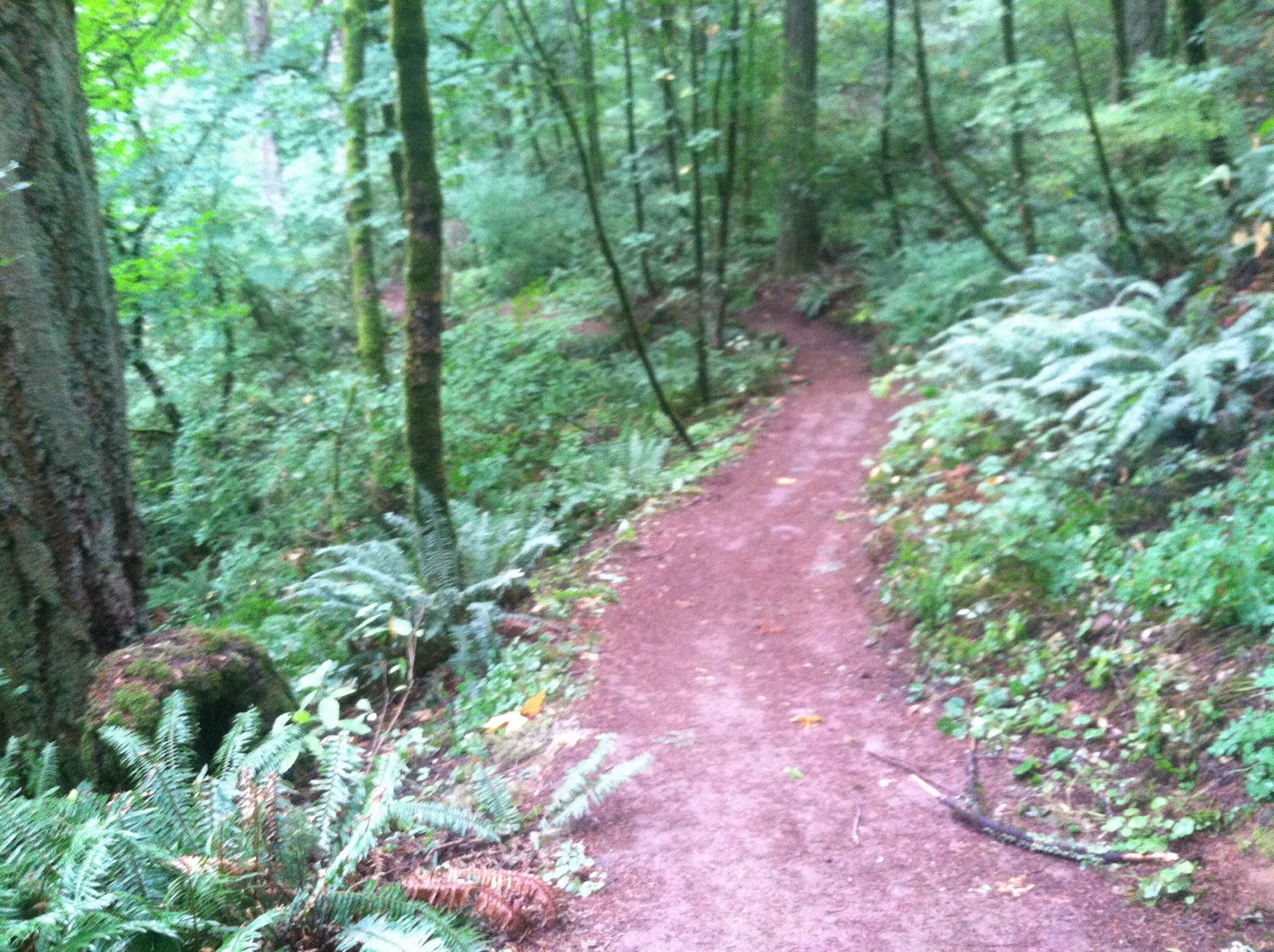 A winding dirt path through a lush green forest, surrounded by tall trees and ferns, creating a serene and natural atmosphere. The path is slightly muddy, indicating recent rain, and the dense foliage adds to the tranquility of the scene. Powell Butte Nature Park mountain bike trail.