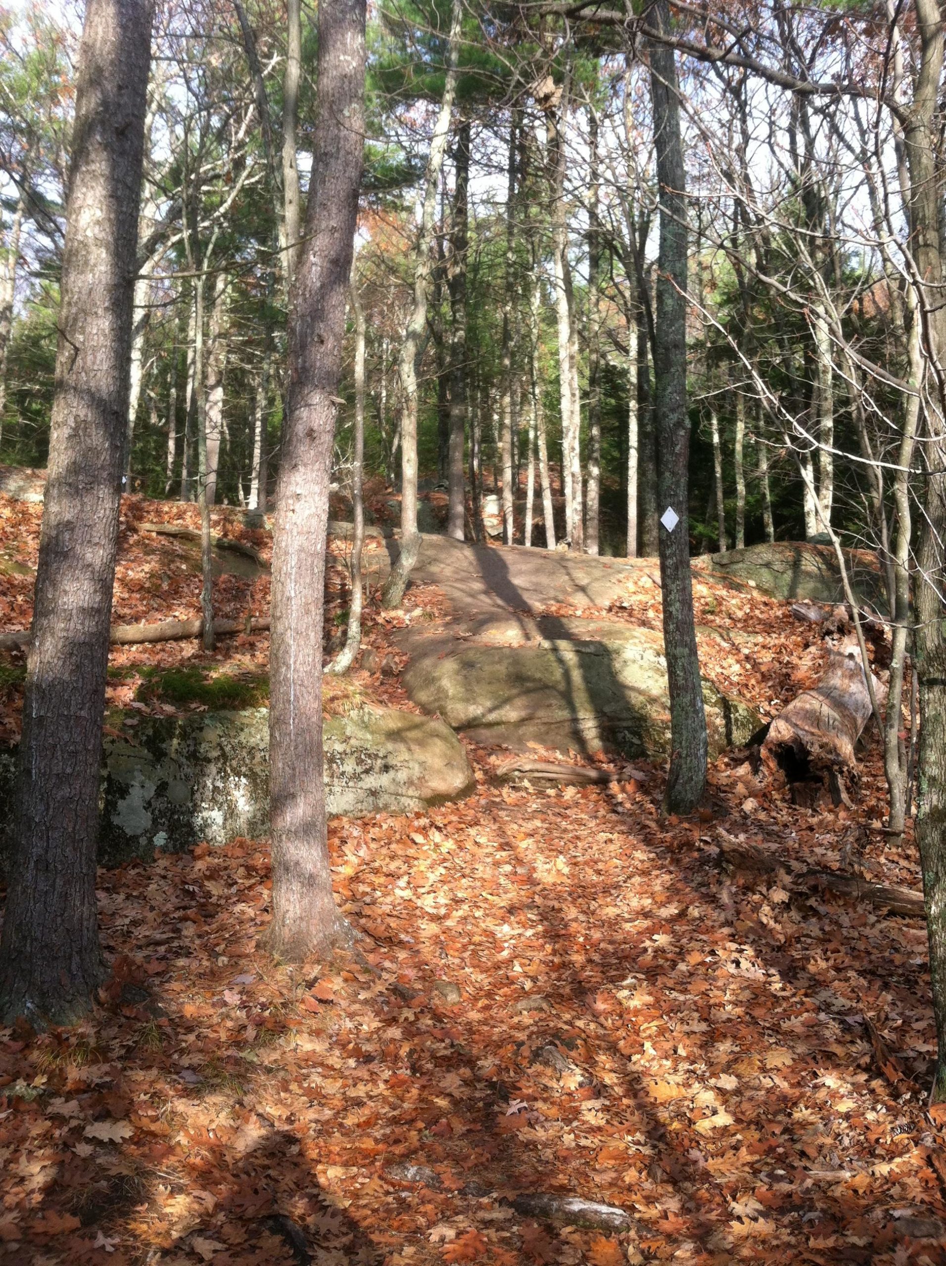 A peaceful forest scene featuring tall trees with autumn leaves scattered on the ground, highlighting a rocky path that leads uphill. Sunlight filters through the branches, casting shadows on the colorful leaves. Franklin Falls mountain bike trail.