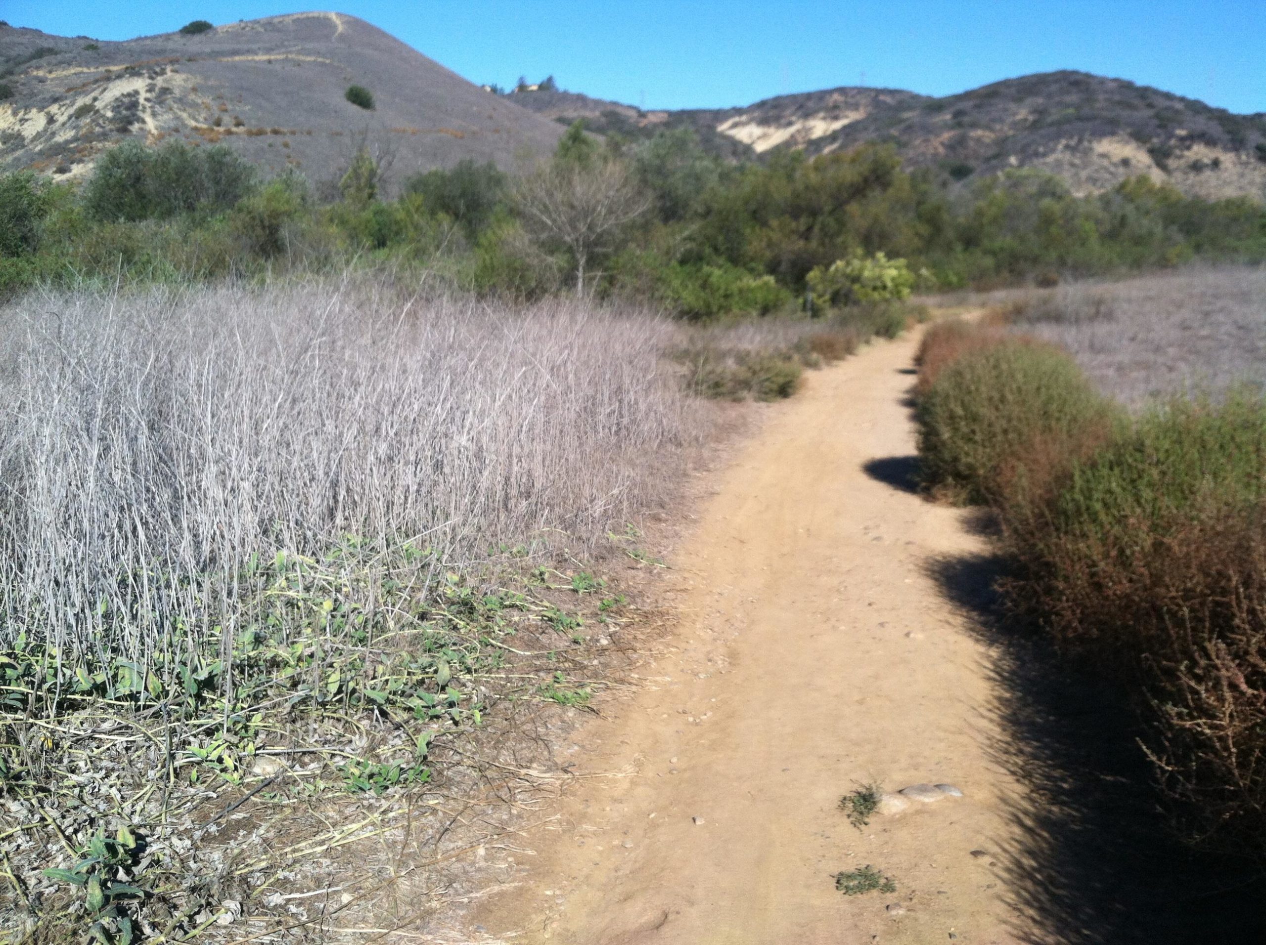 A dirt path winding through a dry landscape with sparse vegetation, flanked by patches of green plants and dry shrubs, leading towards hills under a clear blue sky. Los Penasquitos Canyon Preserve mountain bike trail.