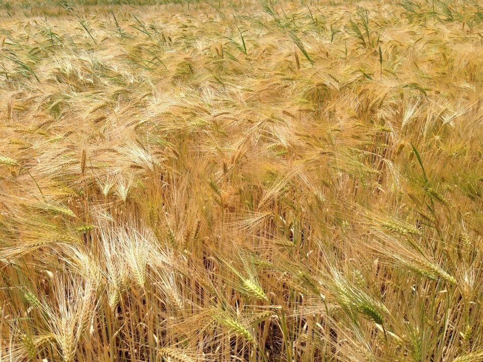 A close-up view of a golden wheat field, with tall stalks swaying gently in the breeze under a clear sky. The wheat is ripe, showcasing a variety of golden hues, with some green stalks mixed among them. Taunus mountain bike trail.