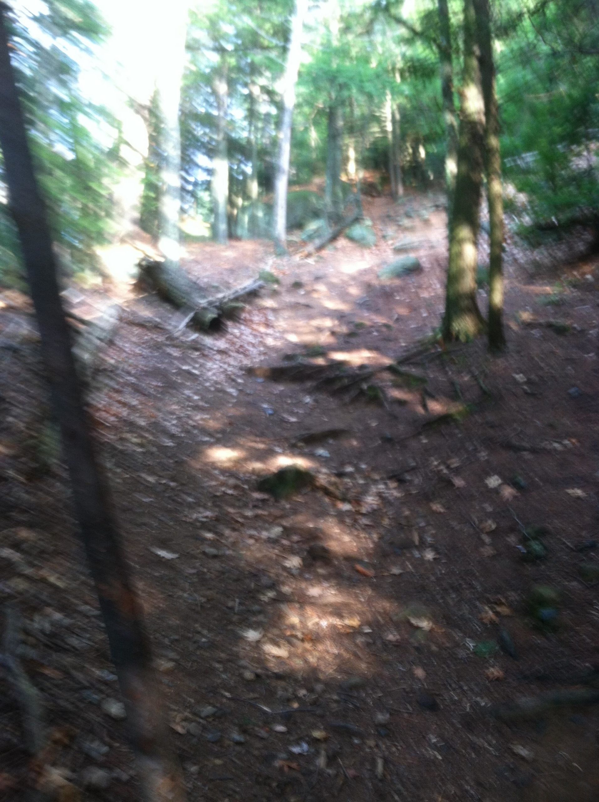 A blurred image of a forest trail surrounded by trees, with fallen logs and rocks scattered along the path. Sunlight filters through the foliage, illuminating the dirt and leaf-covered ground. The trail appears uneven and winding, suggesting a natural hiking route. Franklin Falls mountain bike trail.