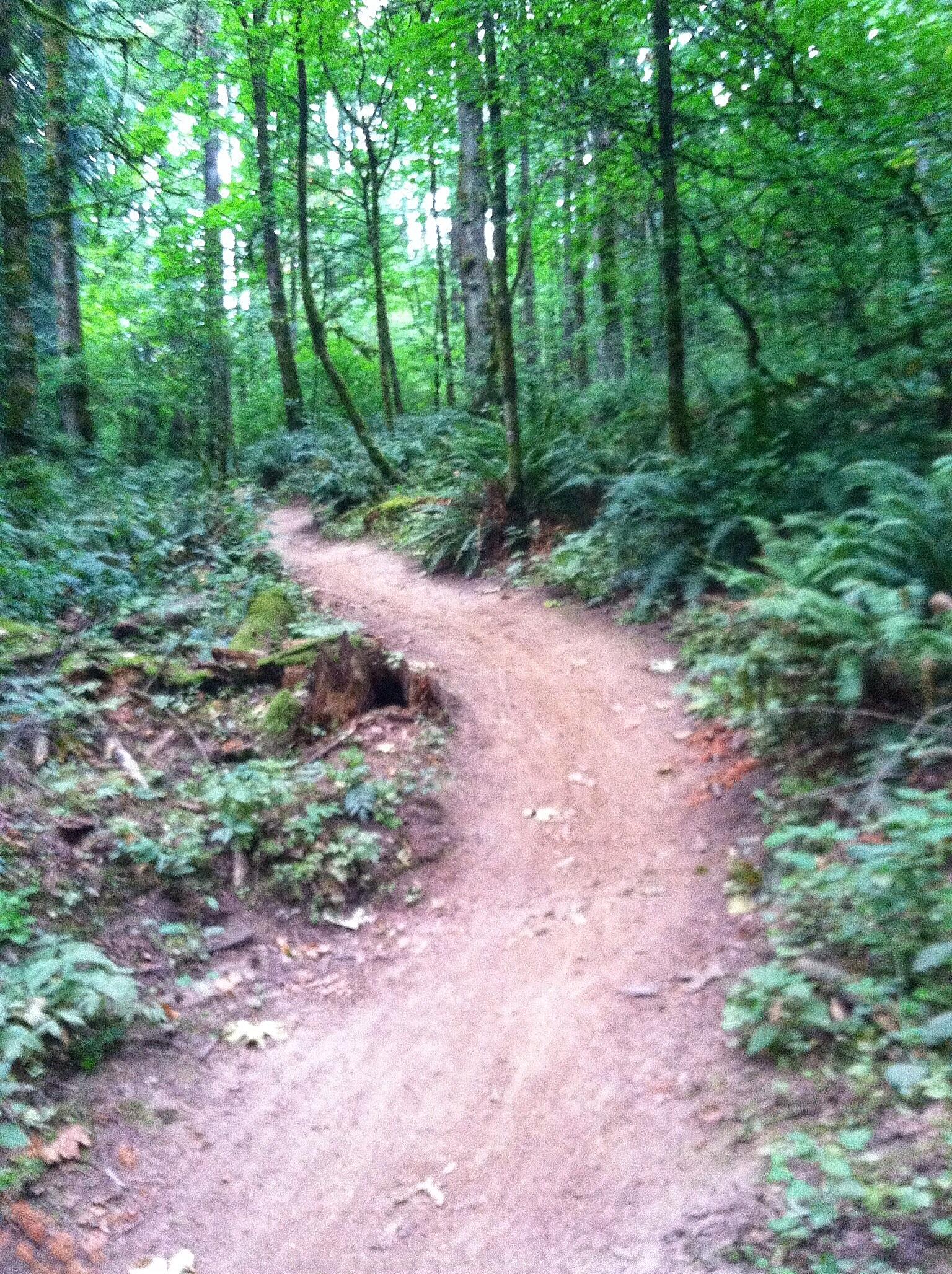 A winding dirt trail through a dense, green forest, surrounded by tall trees and ferns. The path curves gently to the right, inviting exploration in a serene natural setting. Powell Butte Nature Park mountain bike trail.
