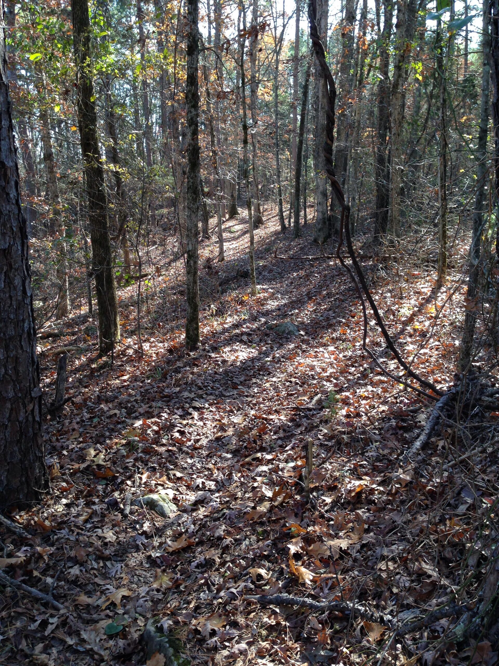 A sunlit forest scene with a narrow path winding through trees. The ground is covered with a thick layer of fallen leaves in various autumn colors. The light filters through the branches, creating a peaceful, natural atmosphere. Syllamo Trails mountain bike trail.