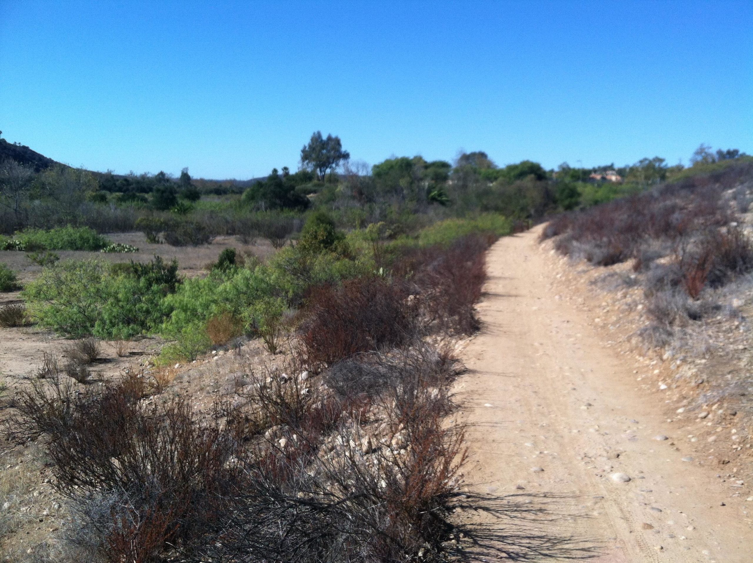 A dirt path winds through a landscape featuring sparse vegetation and low shrubs under a clear blue sky. The terrain is mostly dry, with rocky areas and patches of greenery along the path, indicating a natural environment. Los Penasquitos Canyon Preserve mountain bike trail.