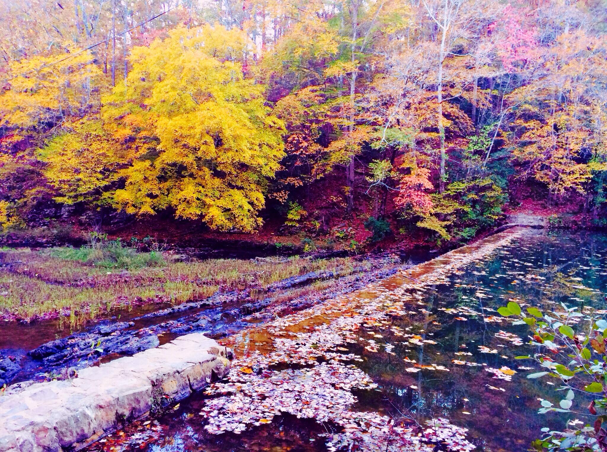 A tranquil autumn scene featuring a calm body of water bordered by vibrant trees displaying rich shades of yellow, orange, and red. A rocky path extends across the water, with fallen leaves floating on the surface, while lush greenery peeks through the colorful foliage on the banks. Tannehill Historic Ironworks State Park mountain bike trail.