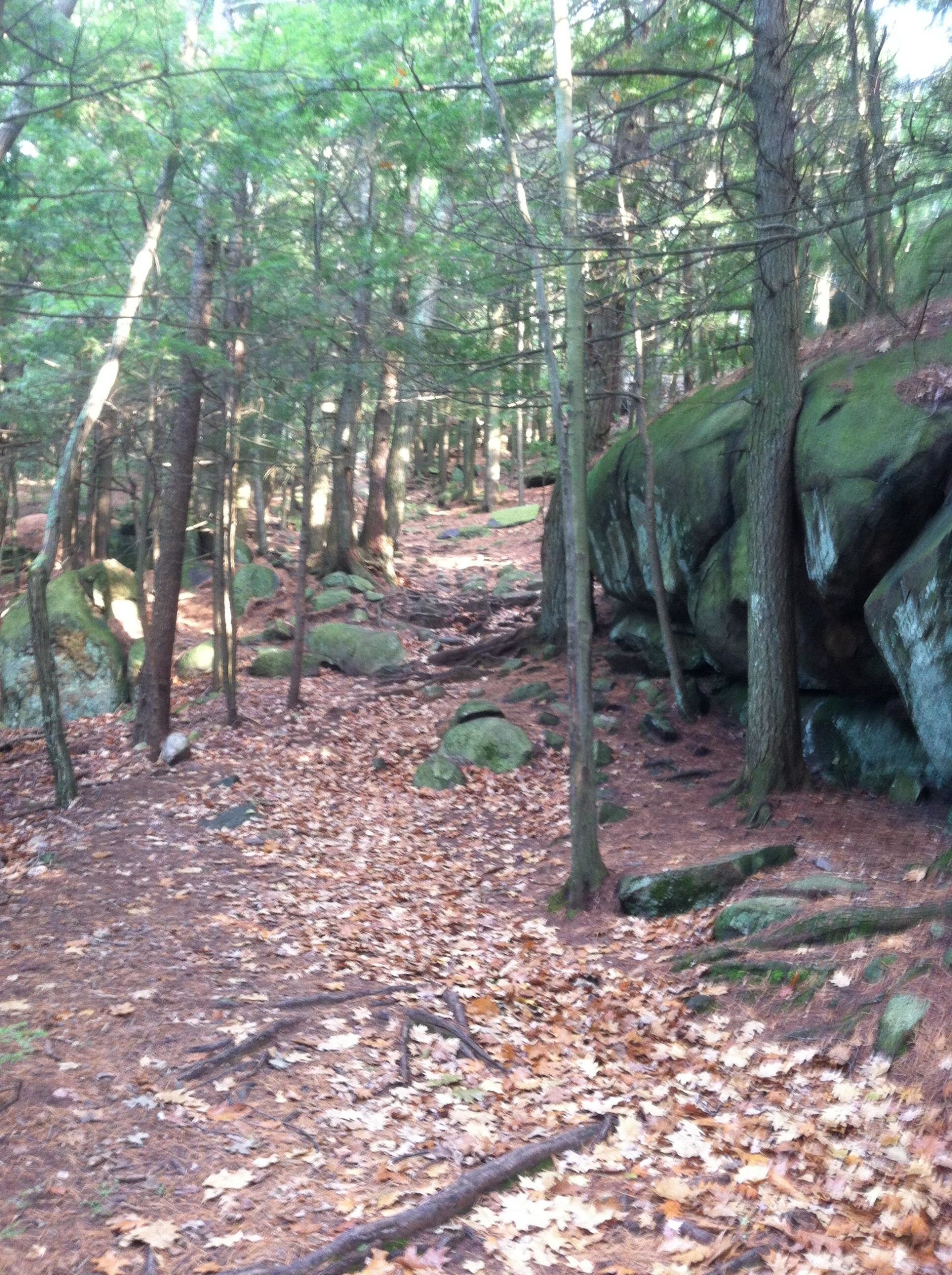 A forest path surrounded by tall trees, with a rocky terrain covered in fallen leaves and scattered stones. Sunlight filters through the branches, creating a serene and natural atmosphere. Franklin Falls mountain bike trail.